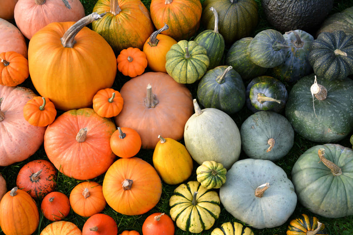 Whimsical Fall Pumpkins On A Rustic Wooden Background Background