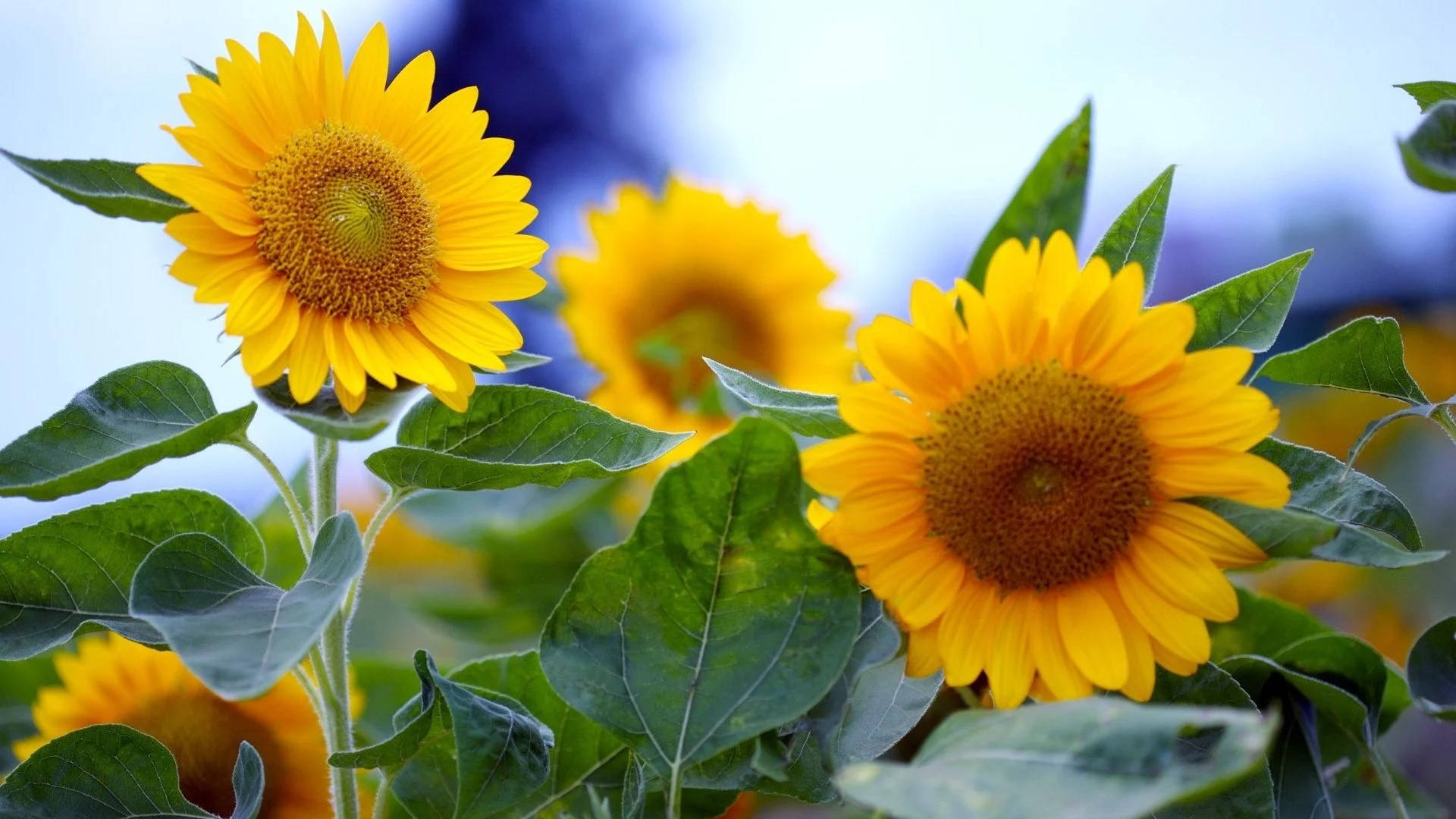 Whimsical Sunflower With Leaves Background
