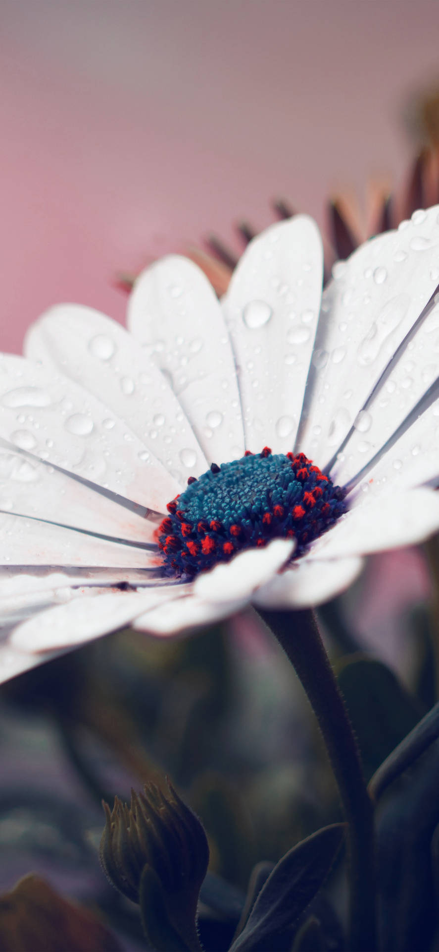 Whimsical White Flower Iphone Portrait Background