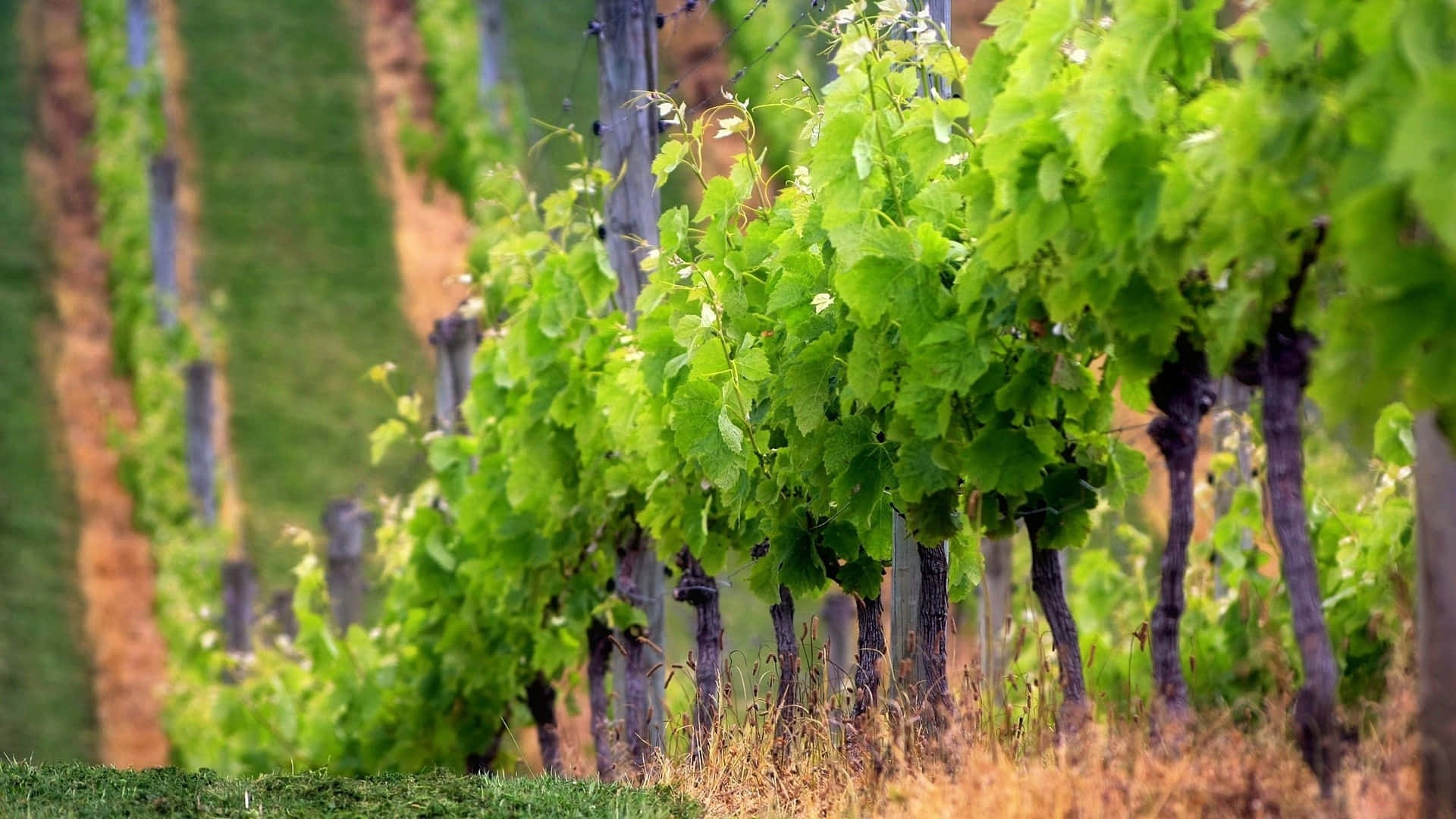 Whispering Hill Vineyard Background