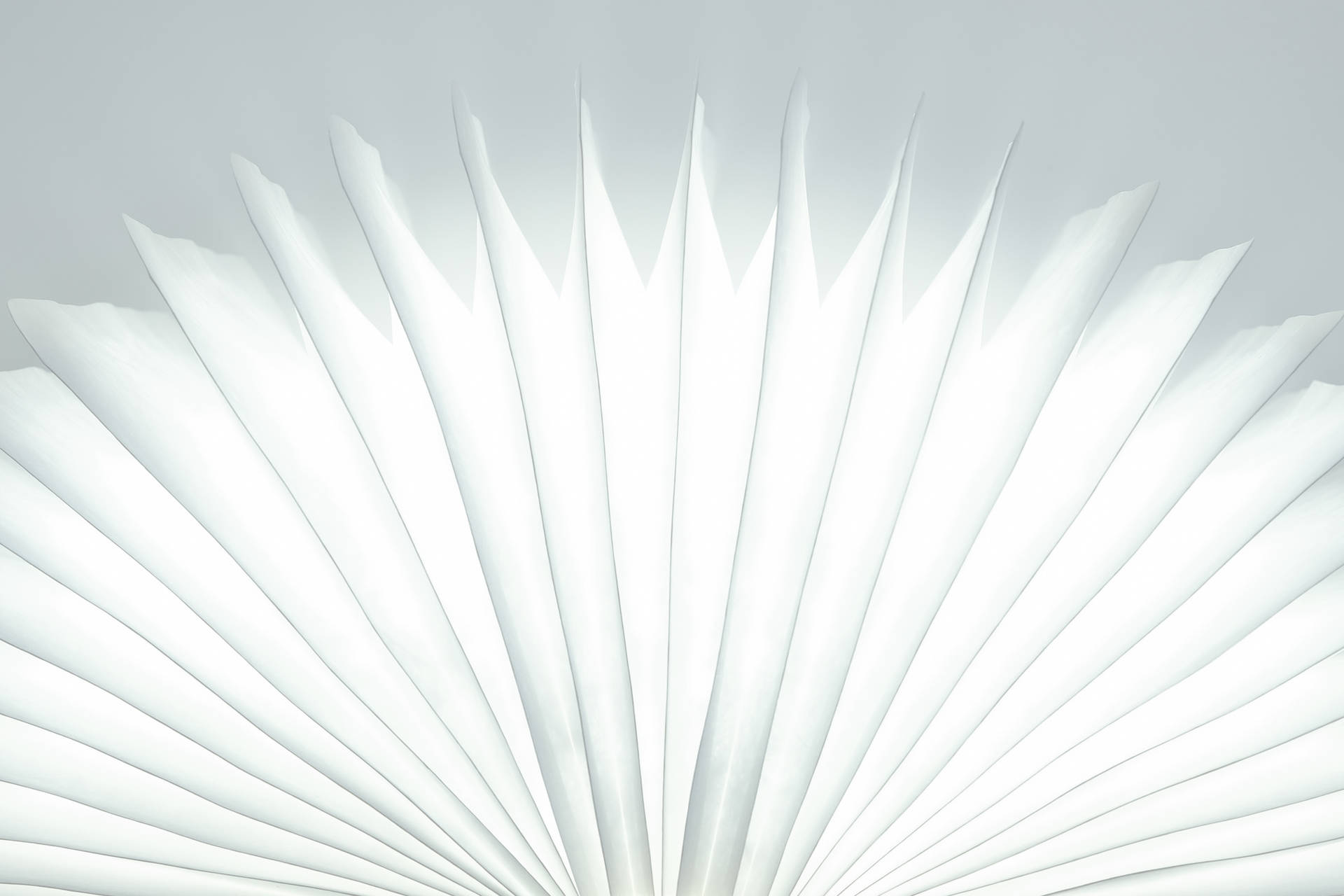 White Abstract Feather