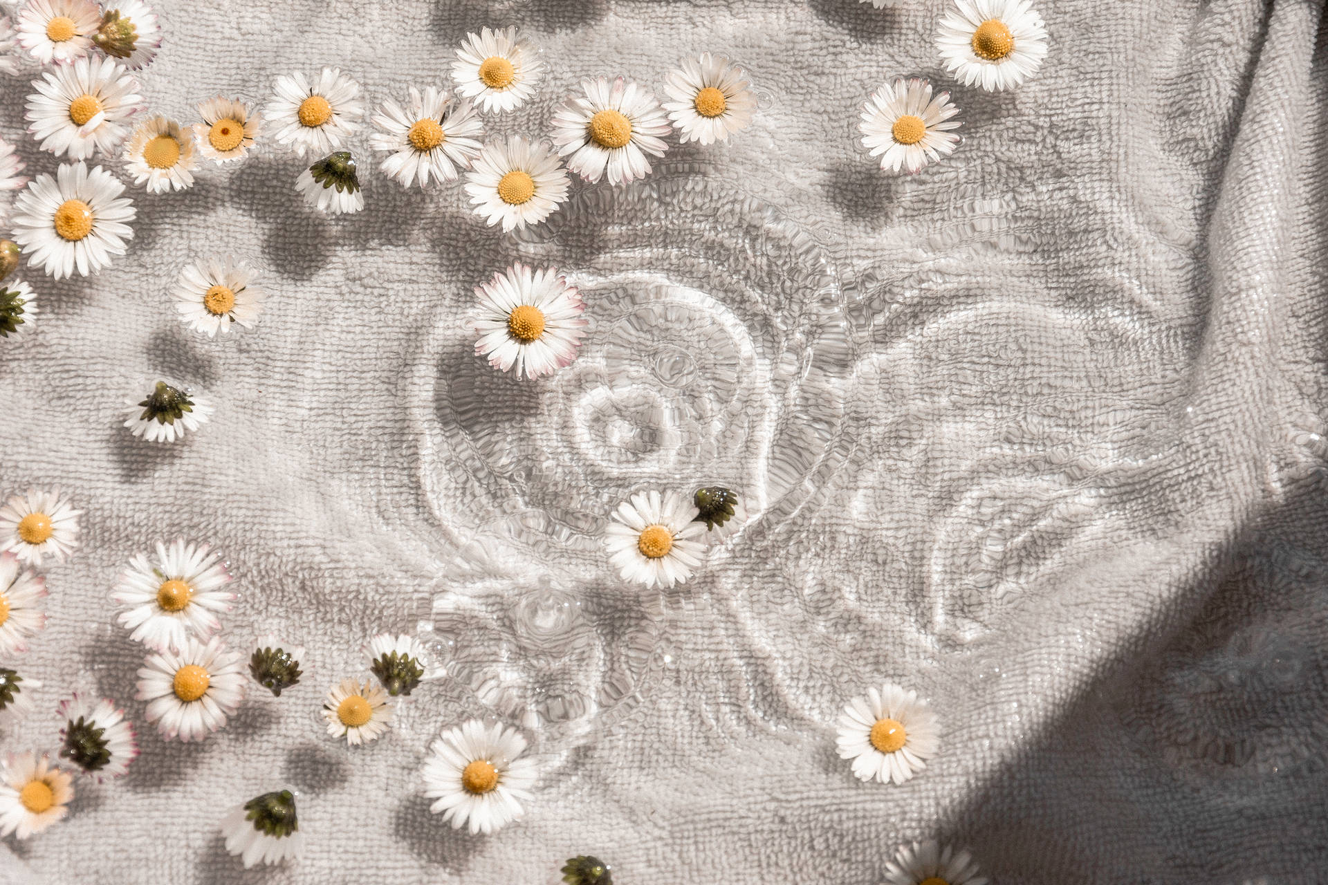 White Aesthetic Daisy Flowers Background