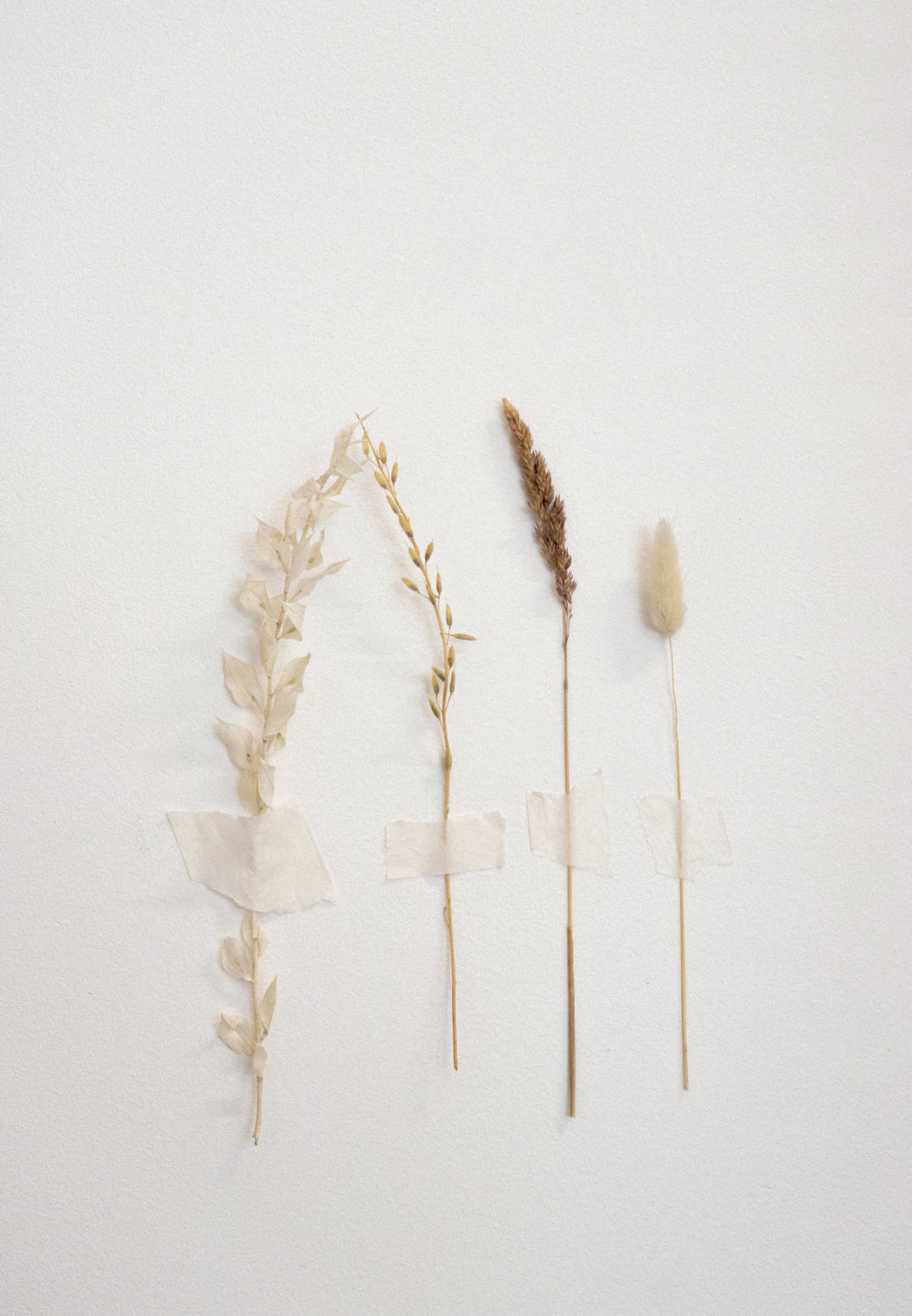 White Aesthetic Dried Flowers Background