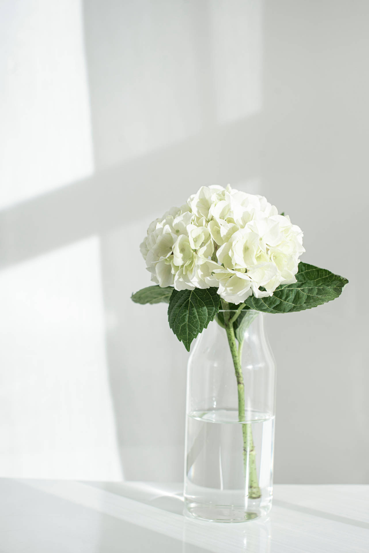 White Aesthetic Flower Bouquet Background