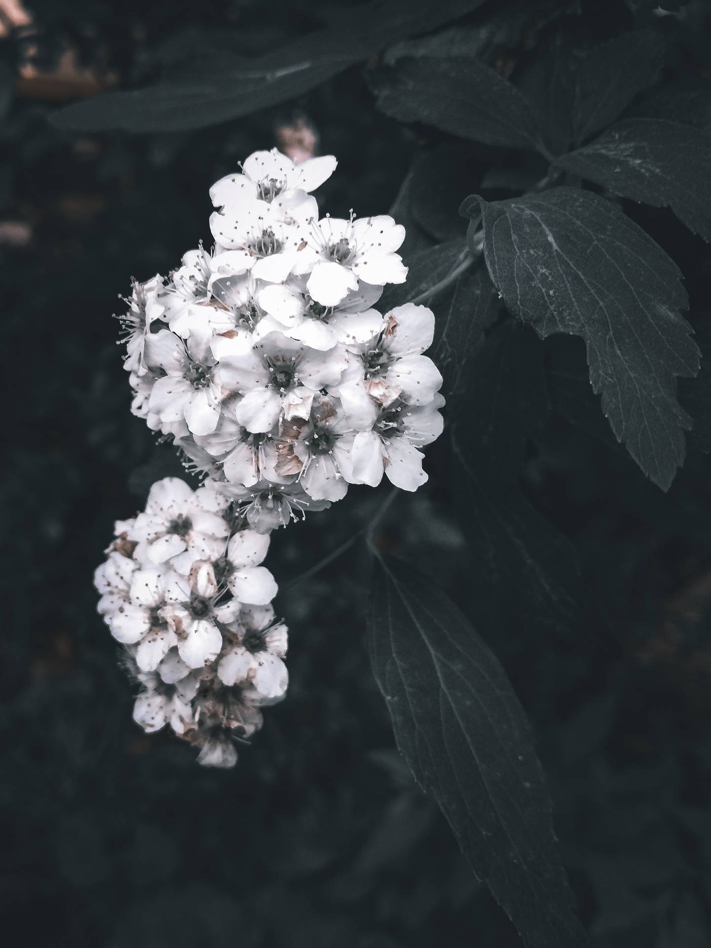 White Aesthetic Flowers Photograph Background