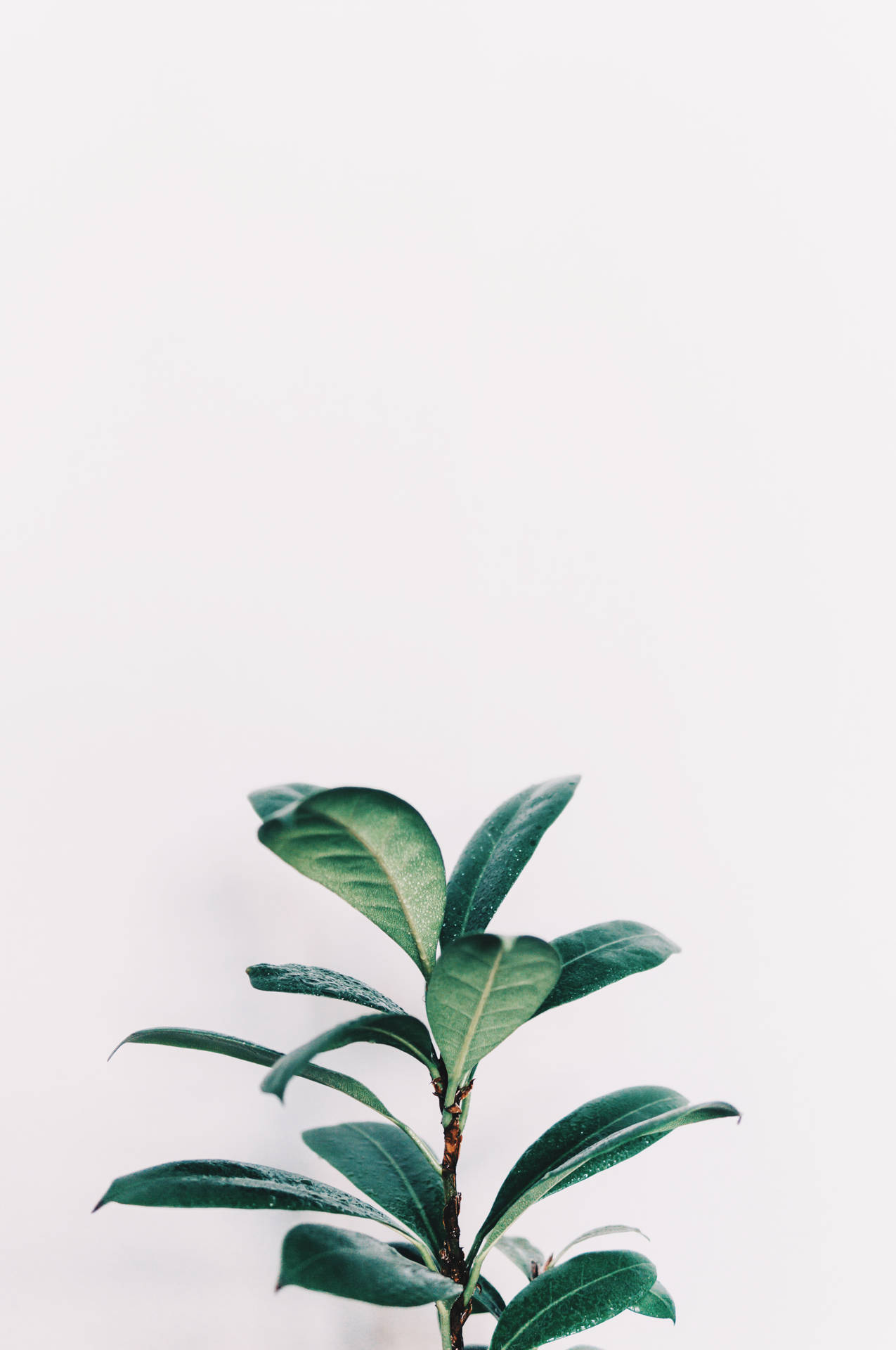 White Aesthetic Green Leaves Plants Background