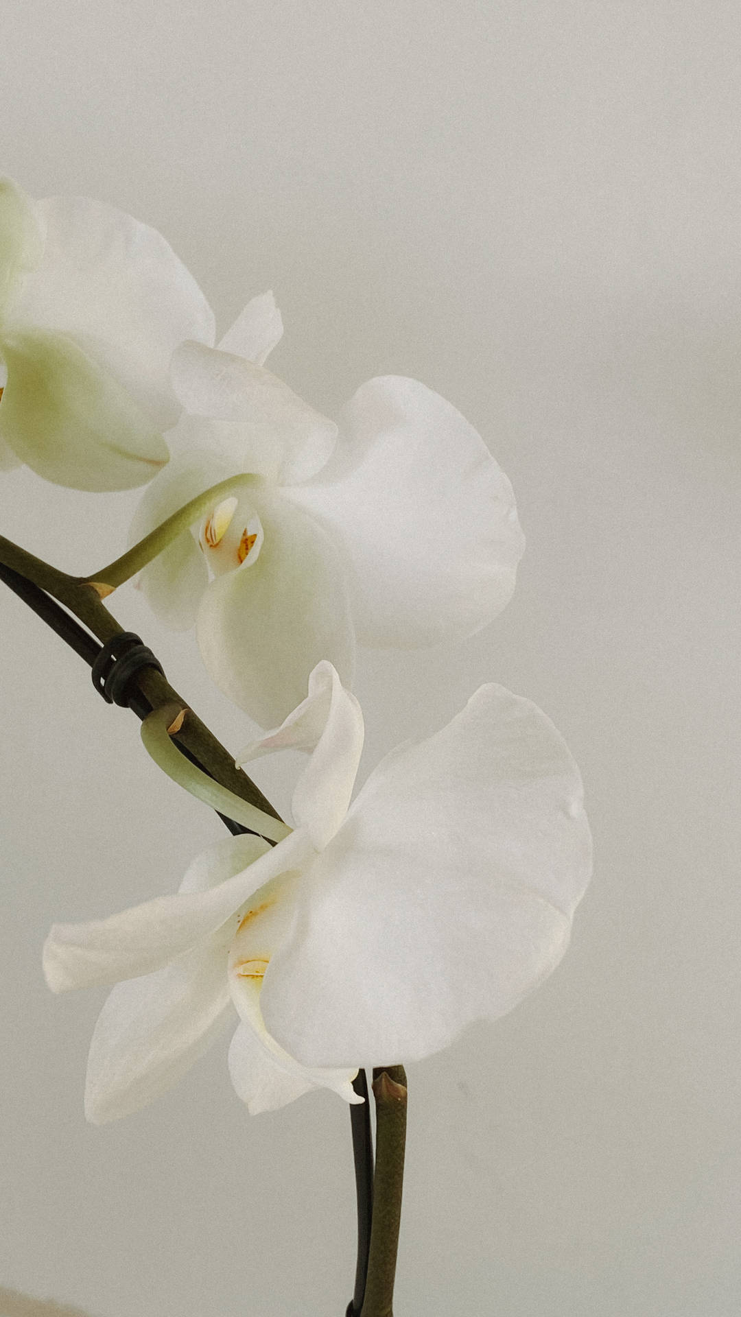 White Aesthetic Orchid Background