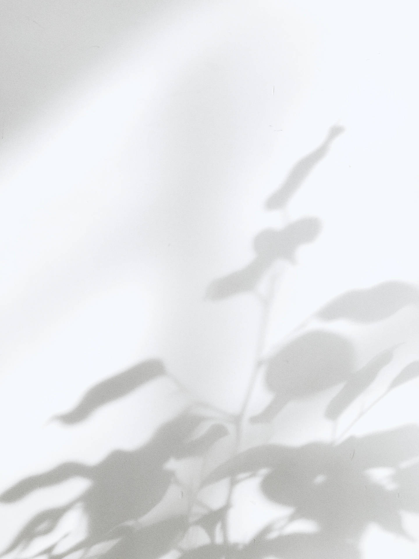 White Aesthetic Plant Shadow Background