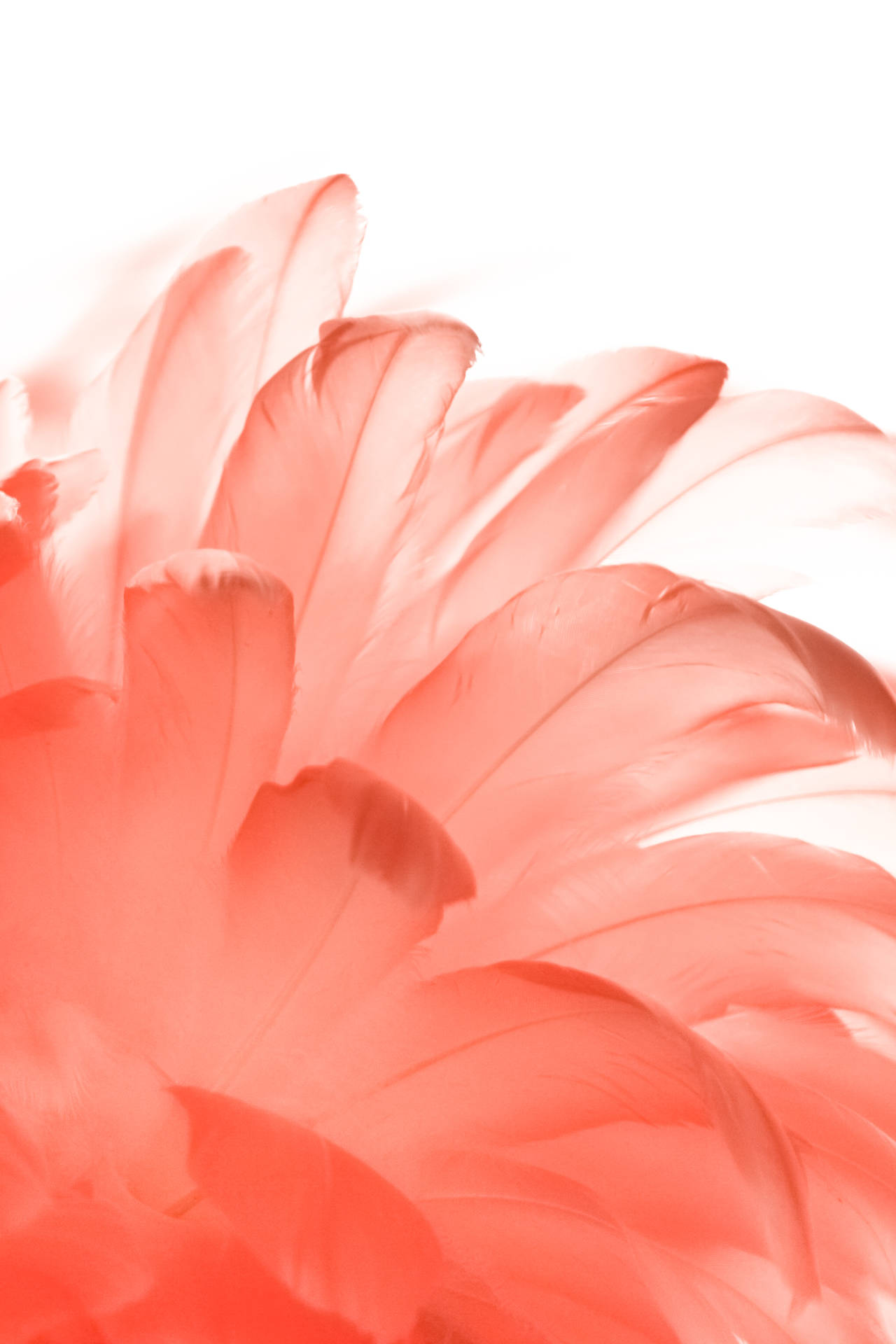 White Aesthetic Red Feathers Background