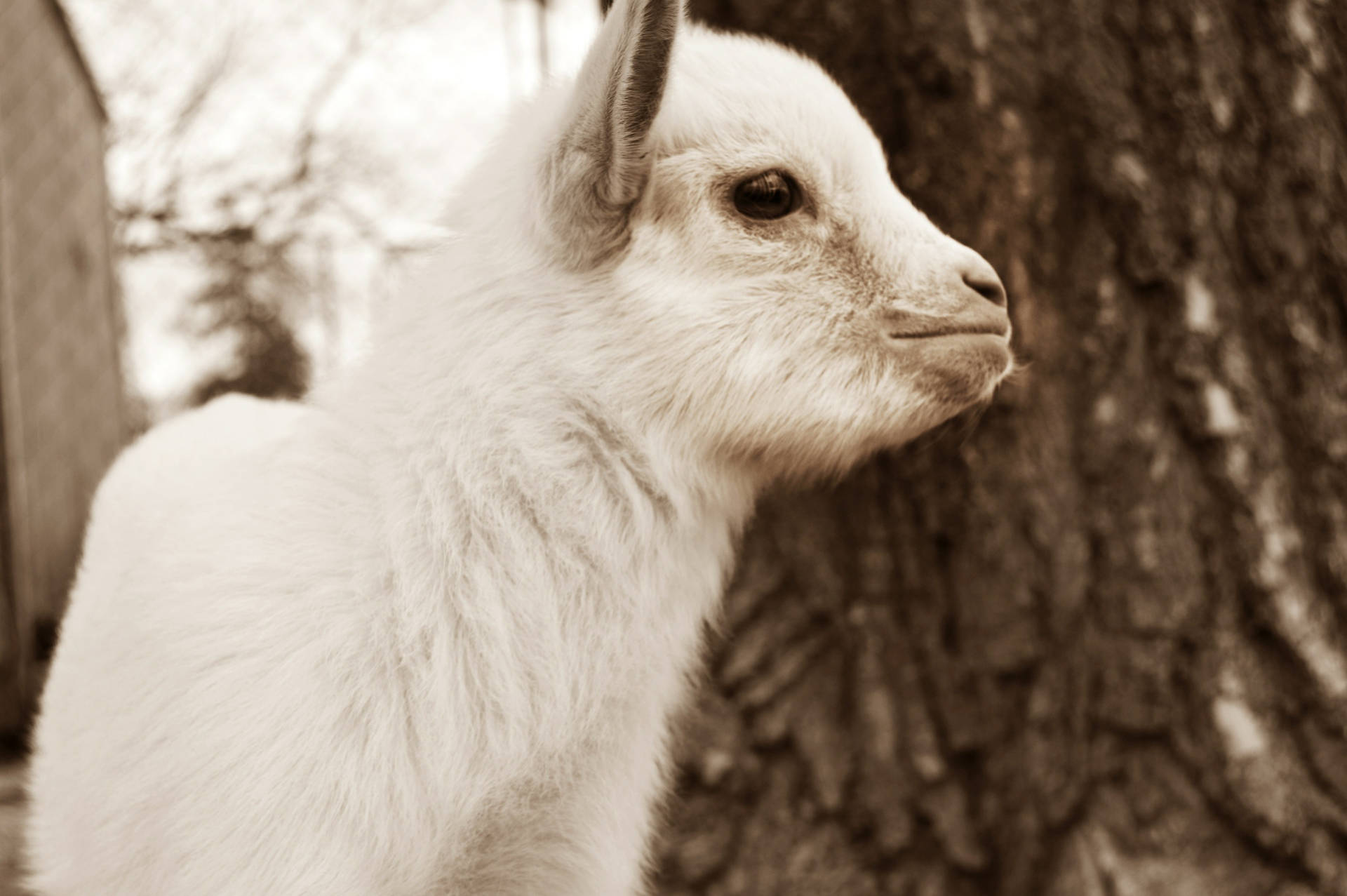 White American Pygmy Young Goat Kid Background