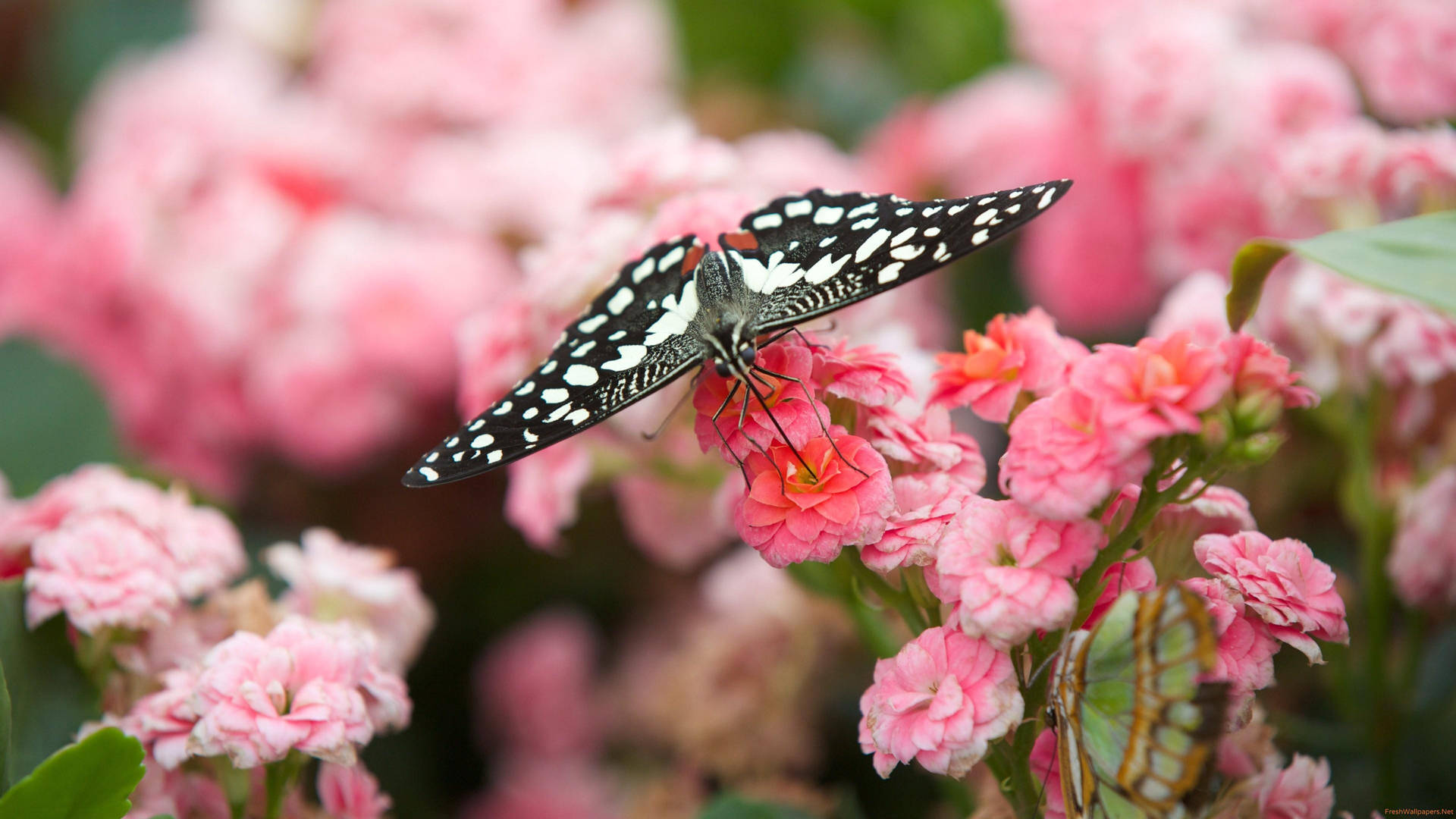 White And Black Butterfly Pink Flowers Background