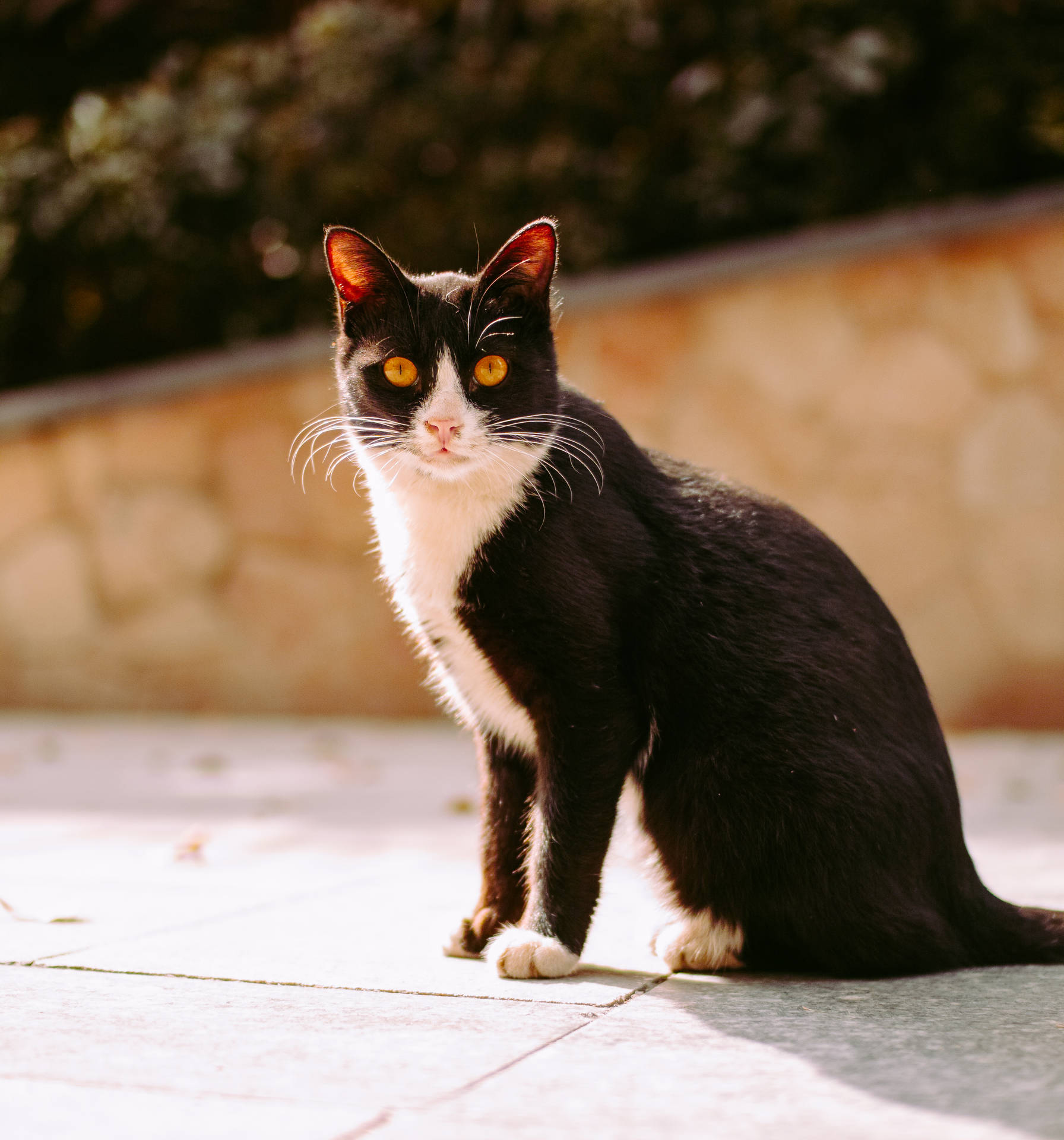 White And Black Cat Sidewalk Background