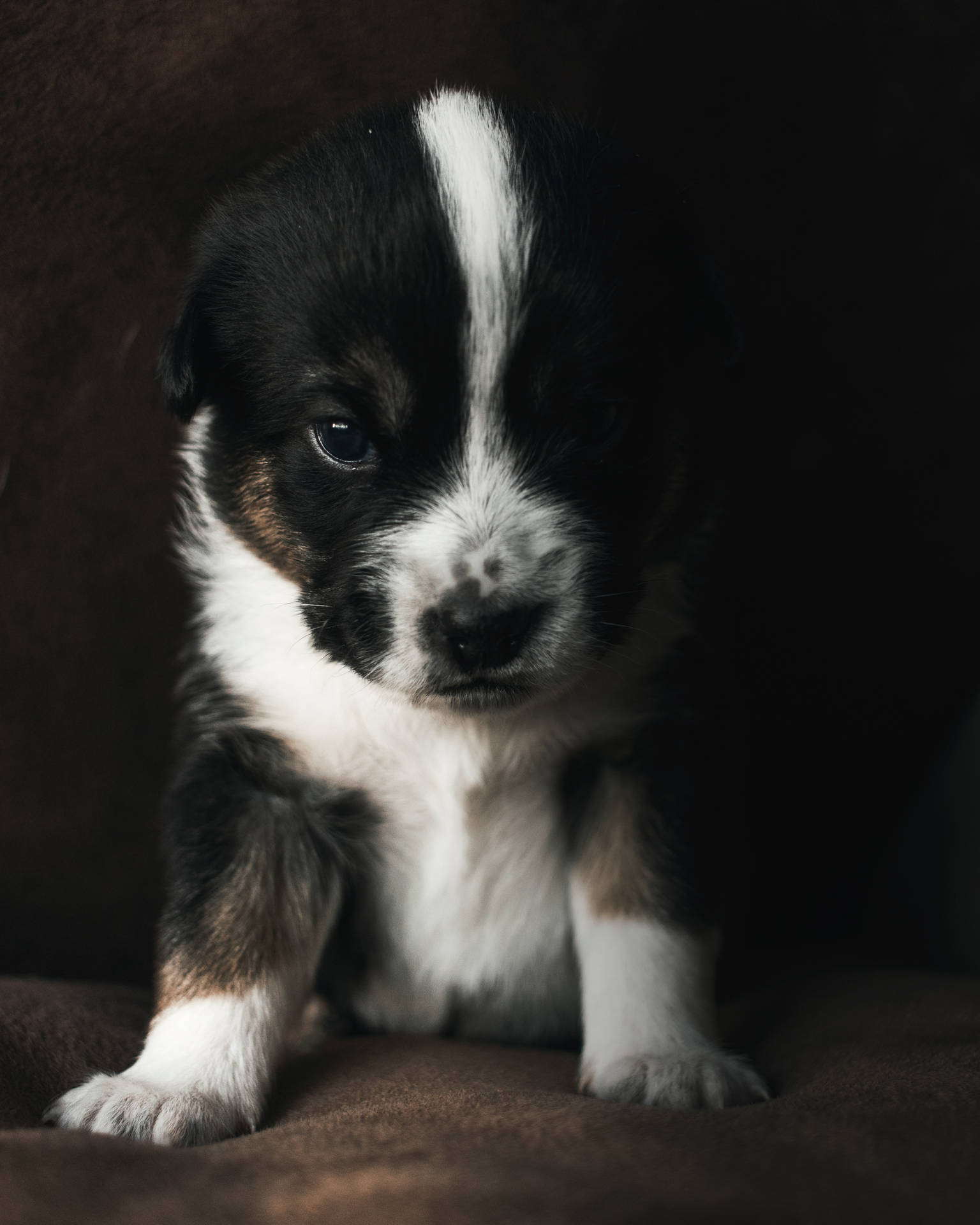 White And Black Cute Puppy On Sofa Background