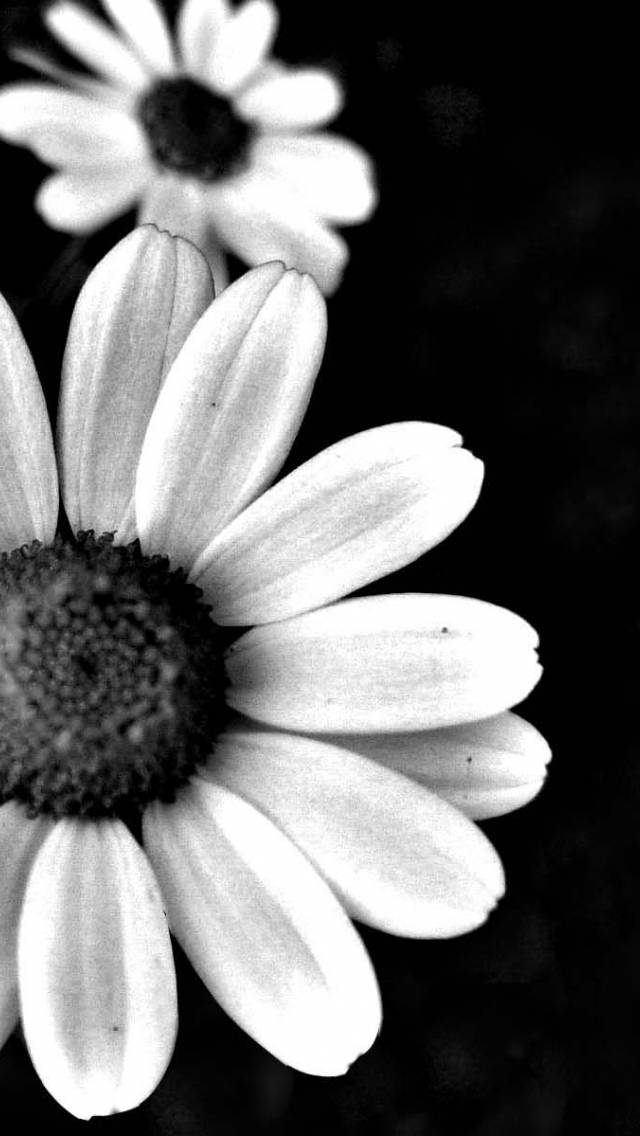White And Black Dark Floral Background
