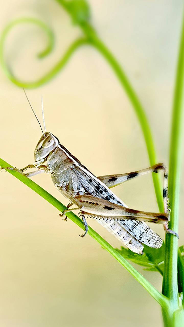 White And Black Grasshopper Background