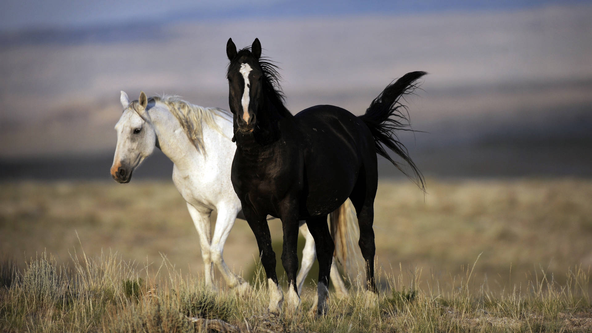 White And Black Horses Background