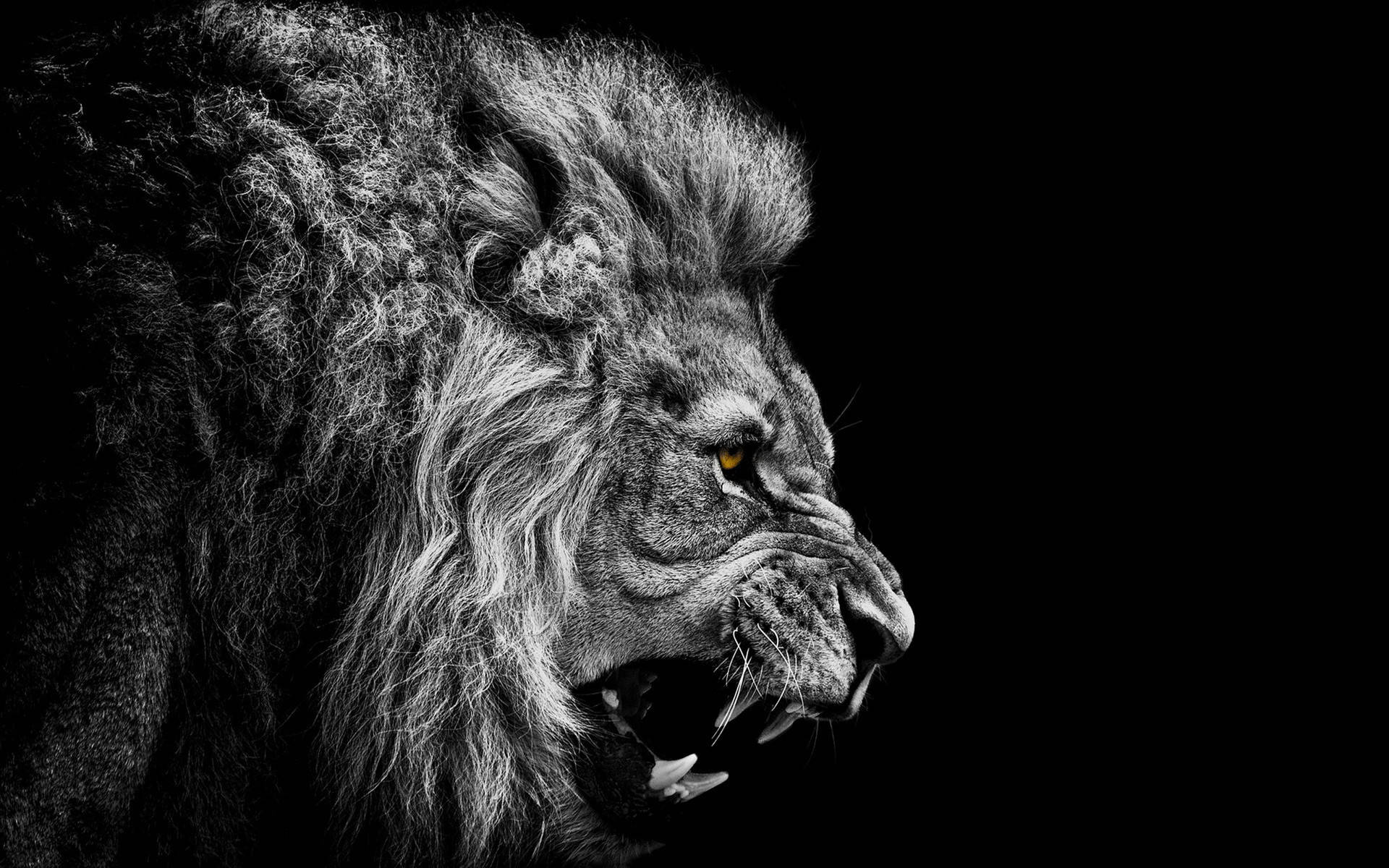 White And Black King Lion Roaring Background