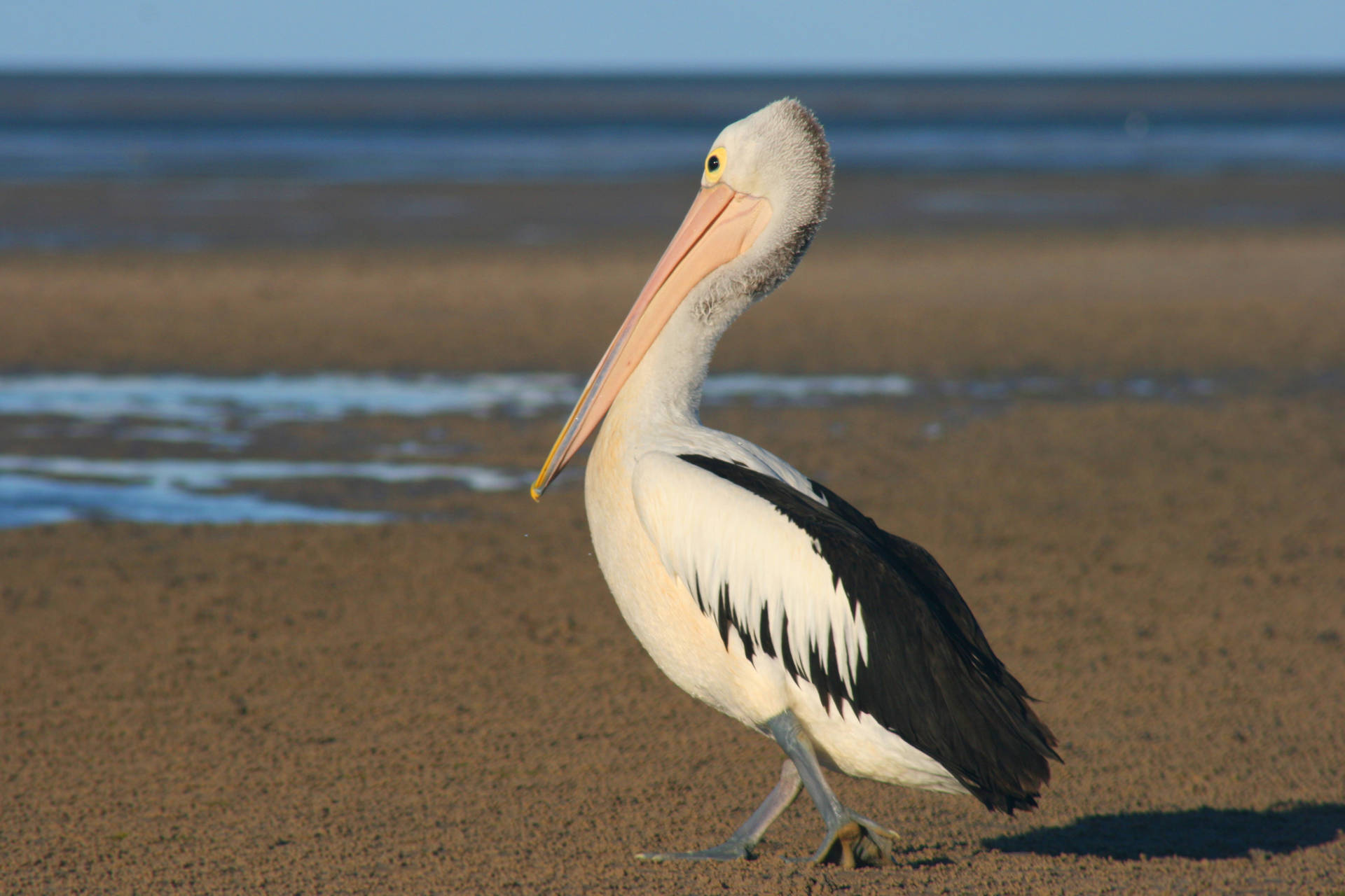 White And Black Pelican Beautiful Birds