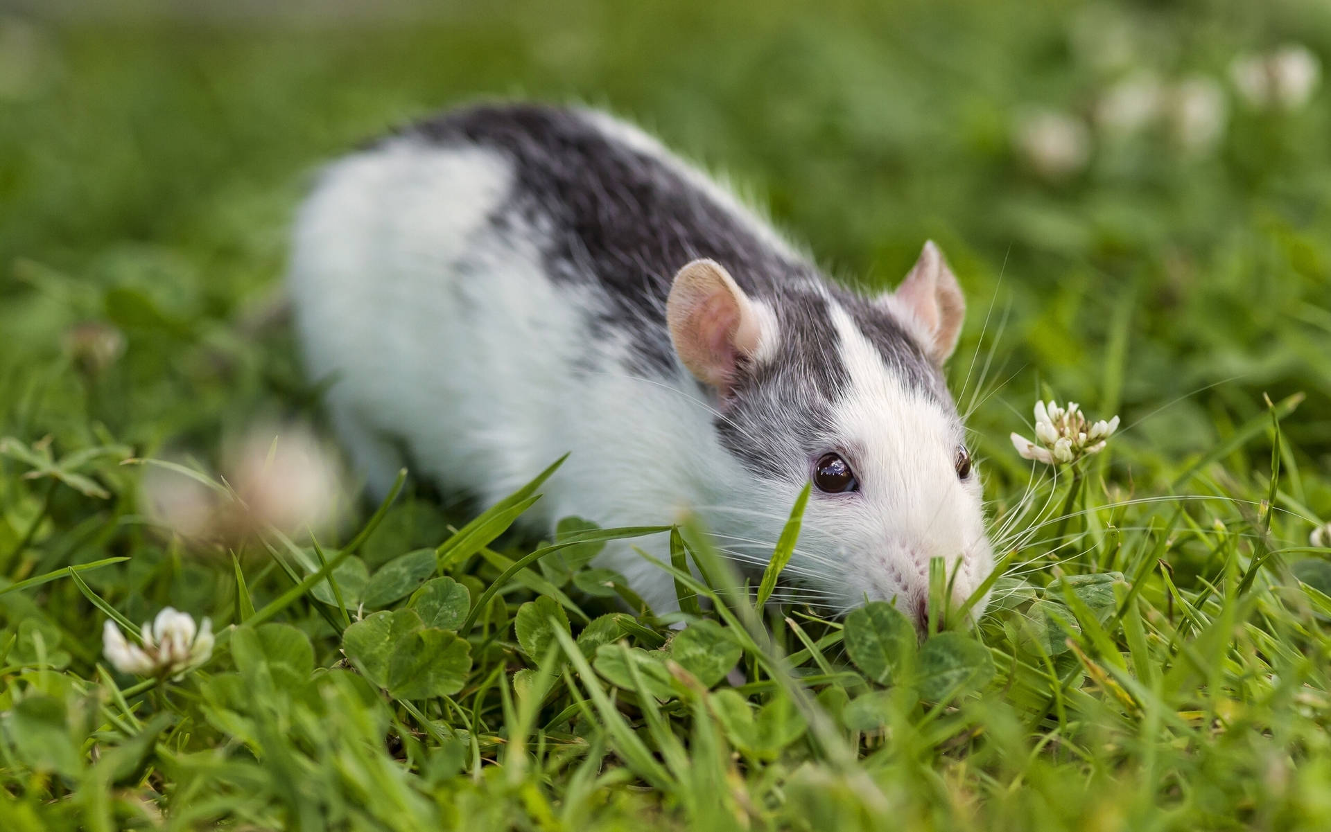 White And Black Rat On Grass Background