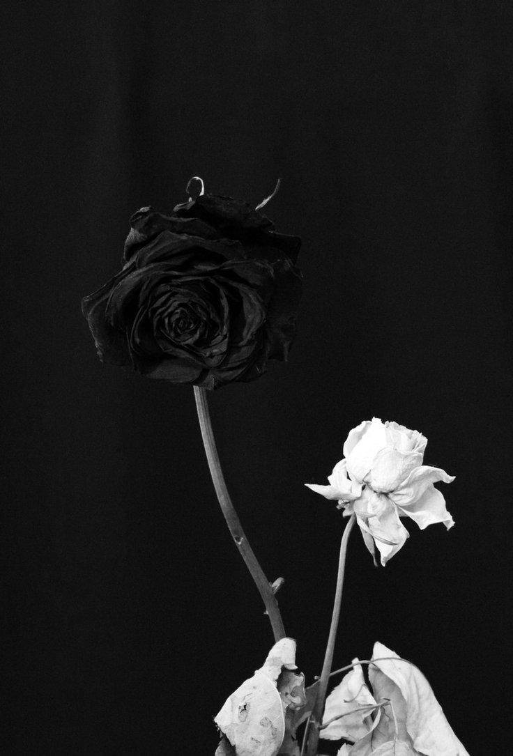 White And Black Rose Iphone