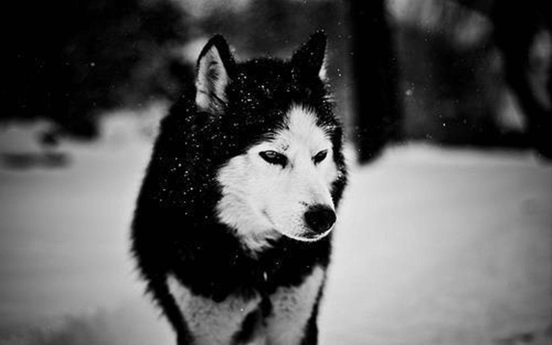White And Black Wolf In Snow Background