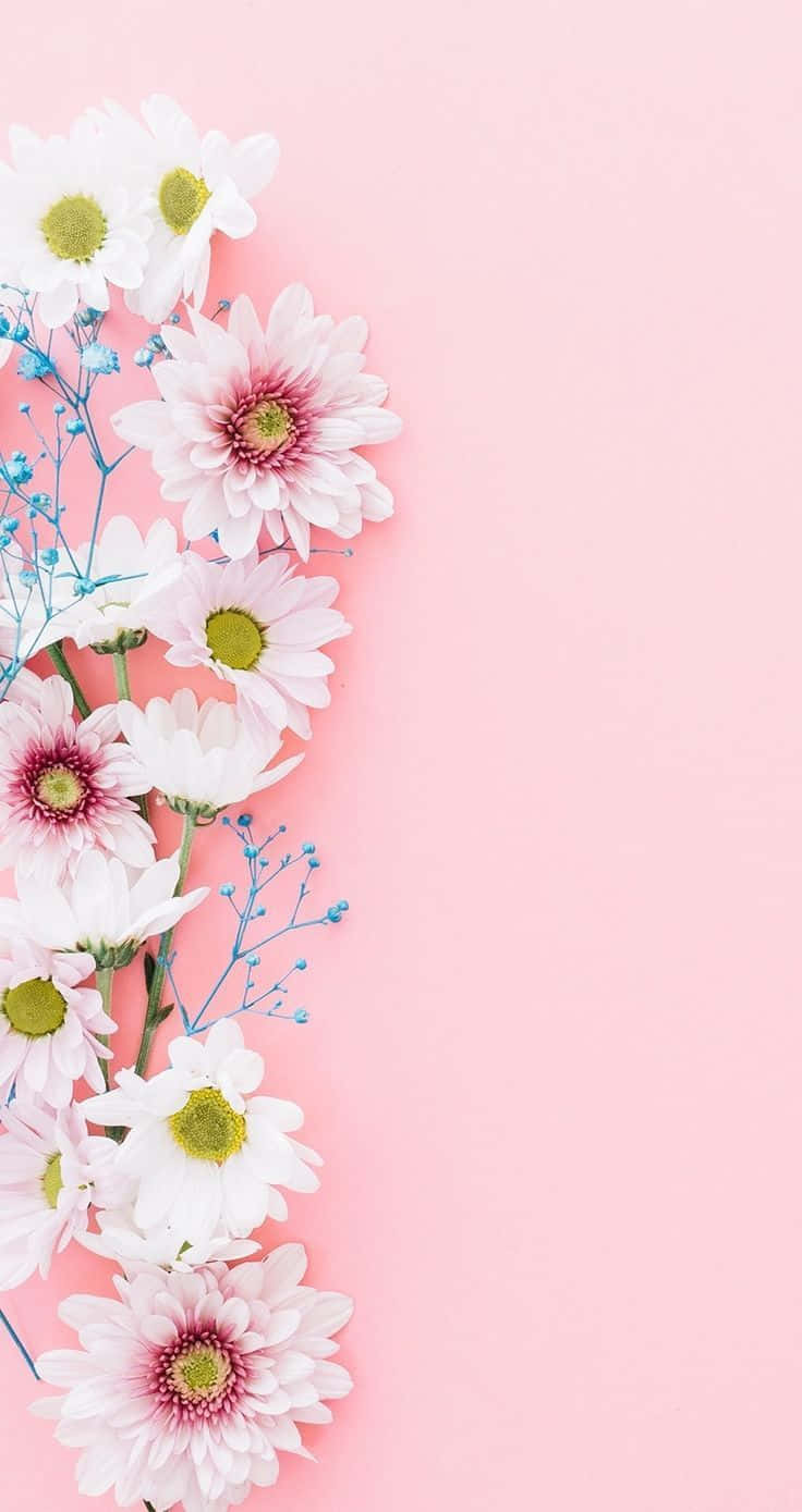 White And Blue Flowers On A Pink Background Background