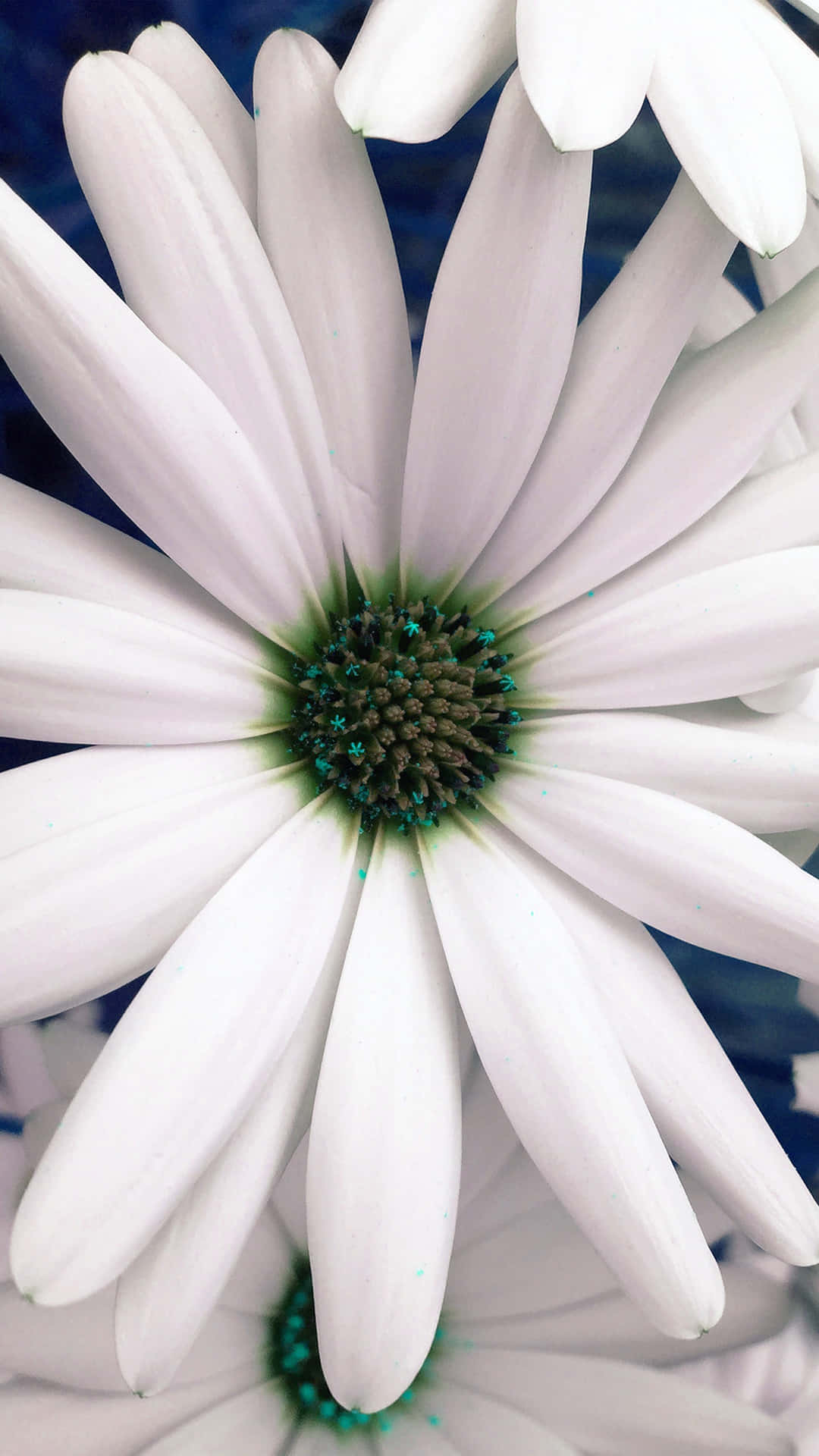 White And Blue Spring Daisy Iphone Background