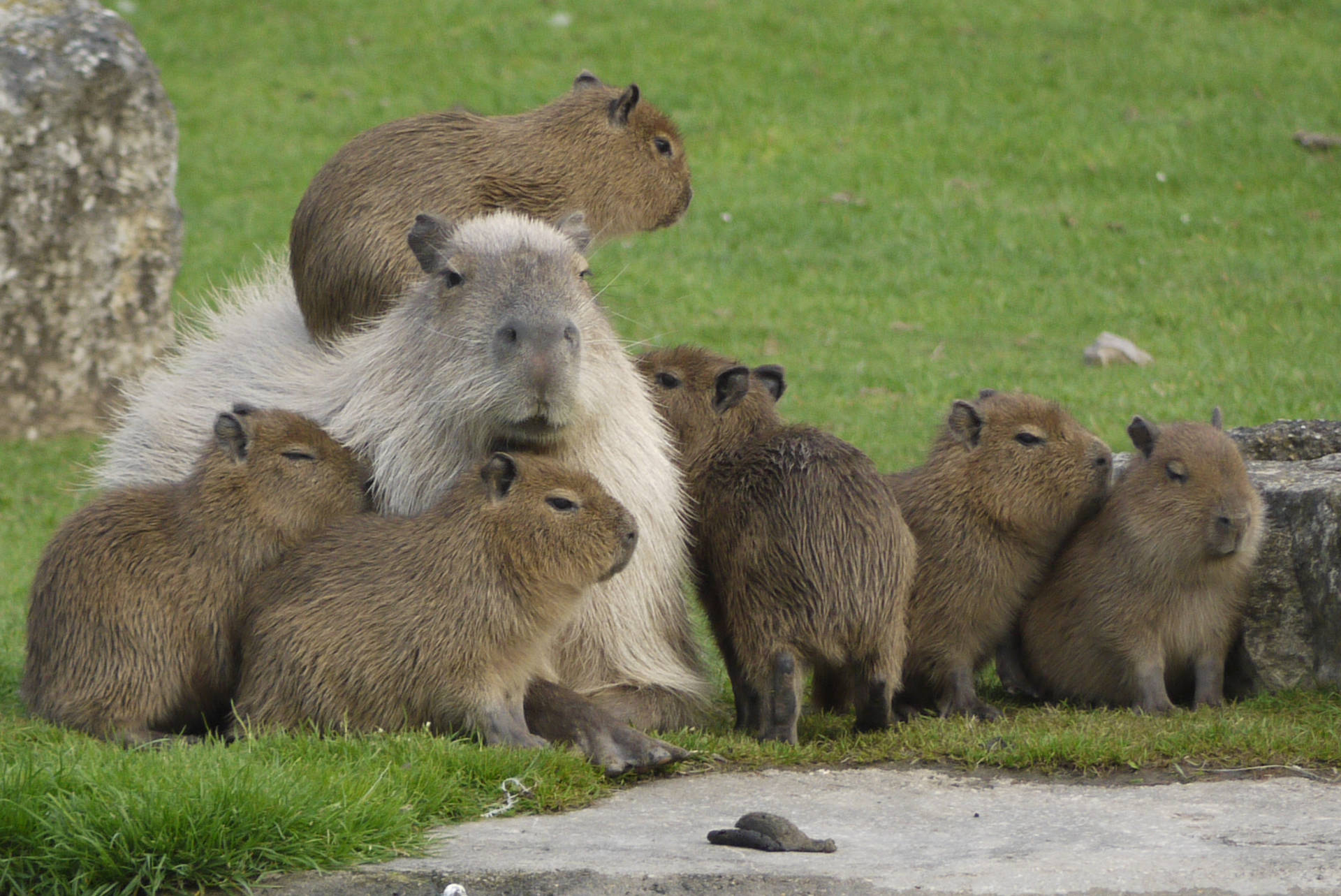 White And Brown Capybara Background