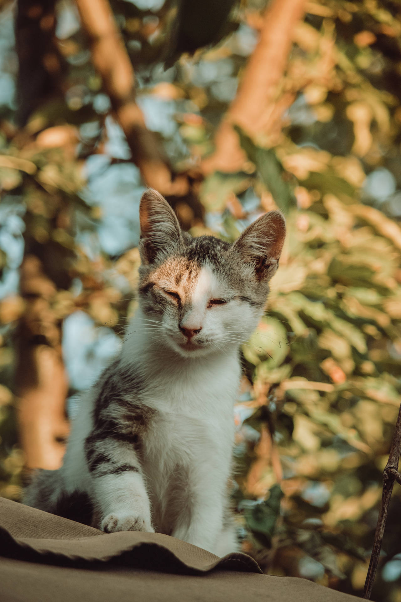 White And Brown Cat On Brown Leaves Background