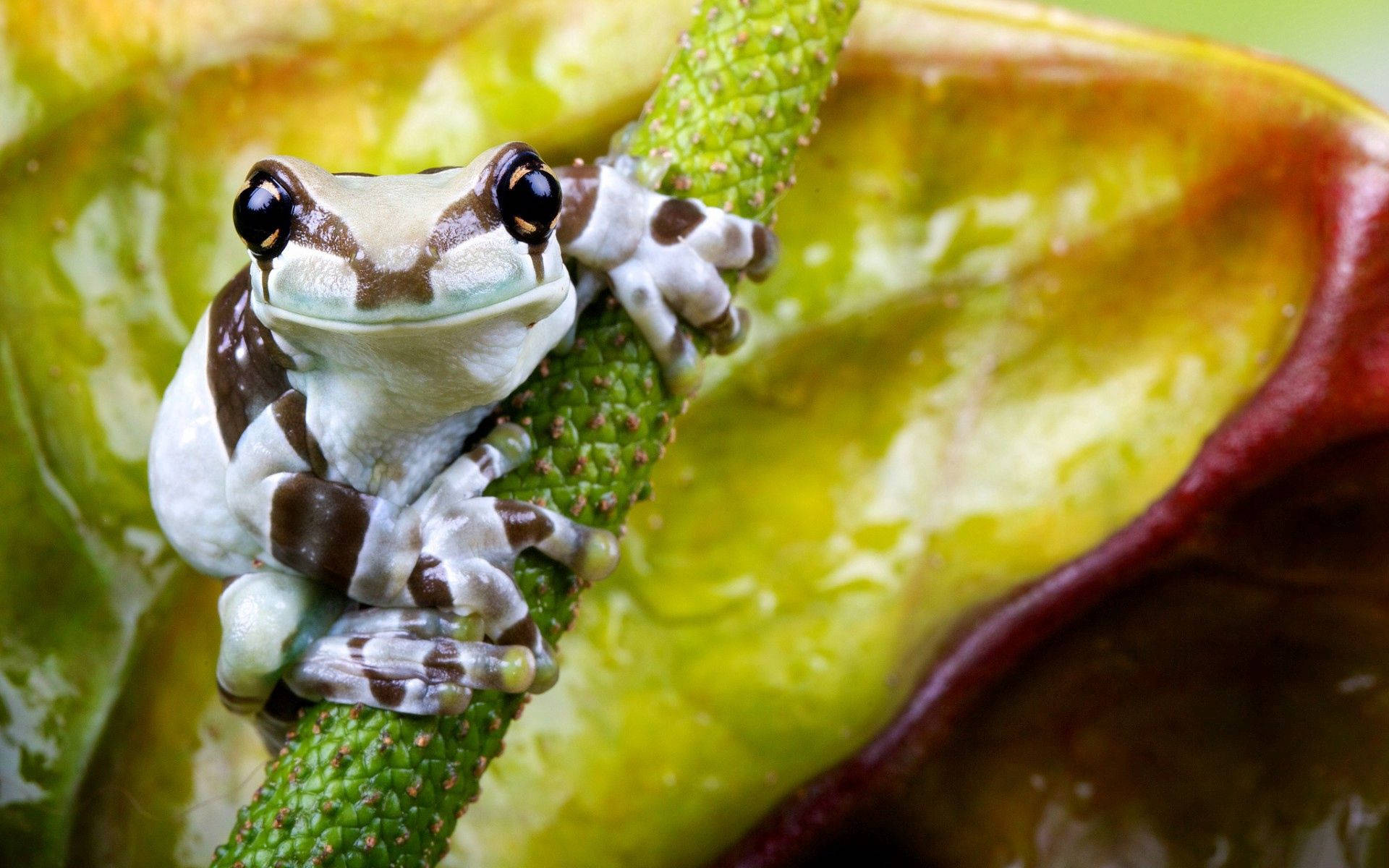 White And Brown Frog Background