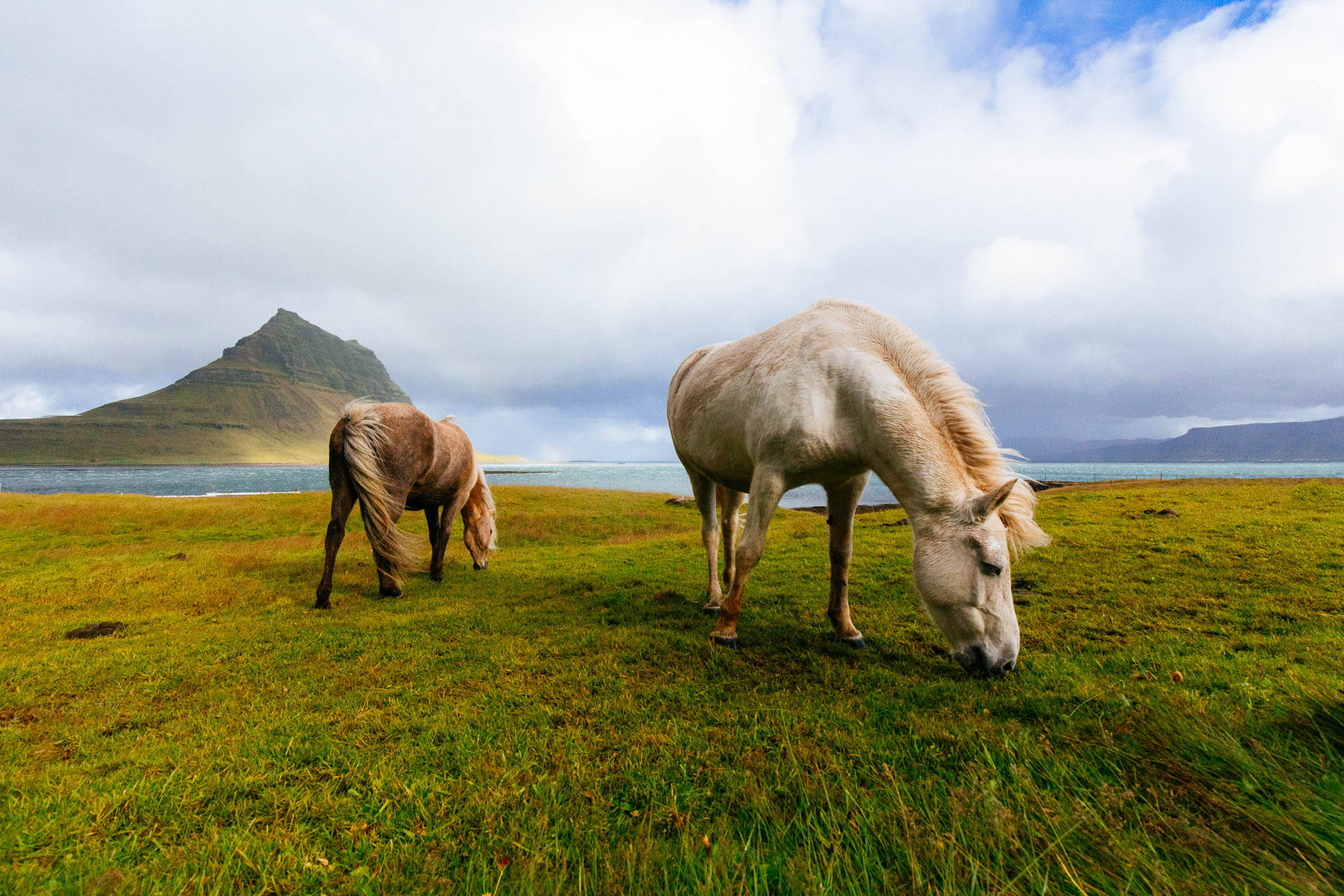 White And Brown Horses Near Body Of Water During Daytime Background