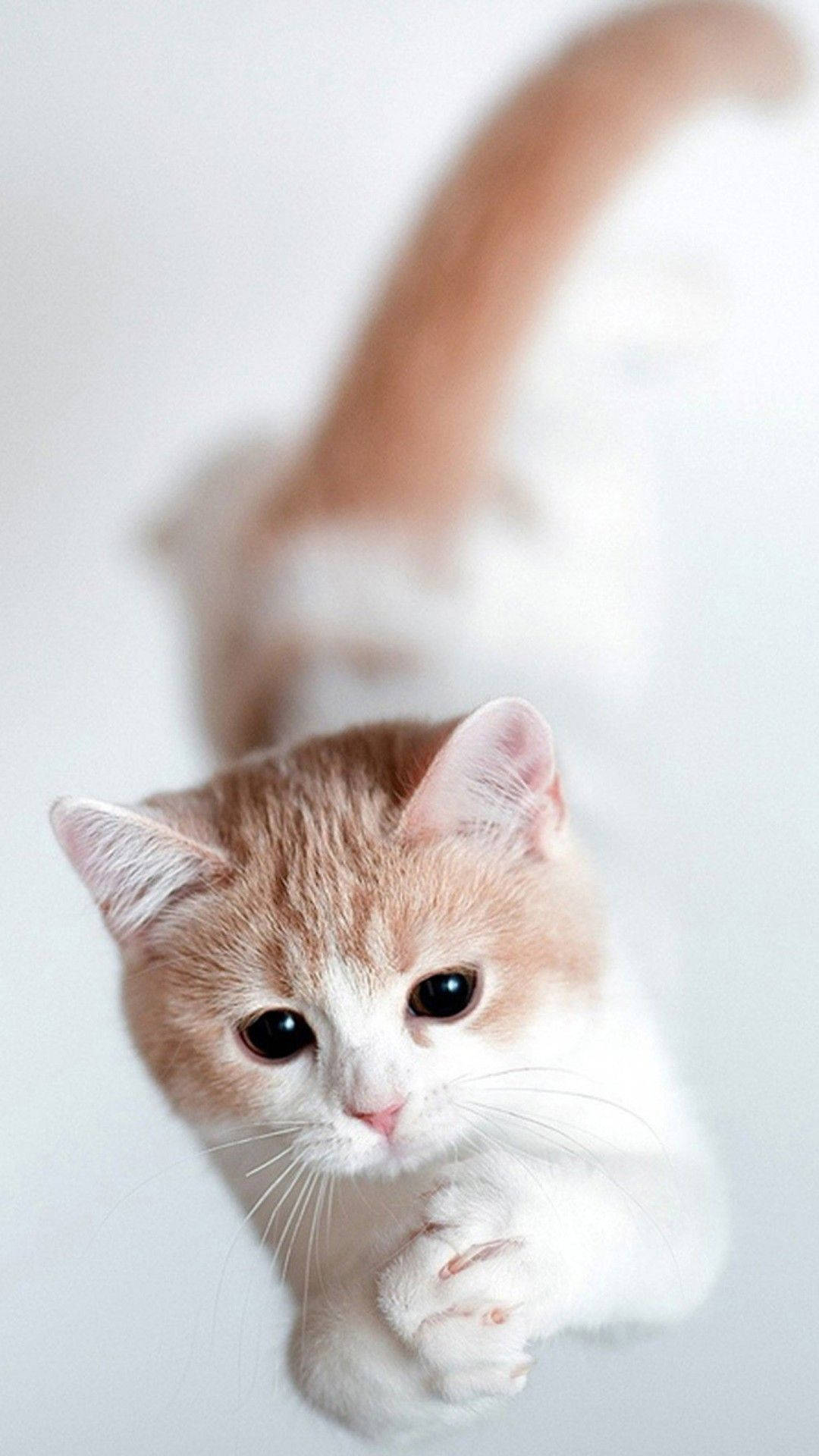 White And Brown Munchkin Cat Iphone Background