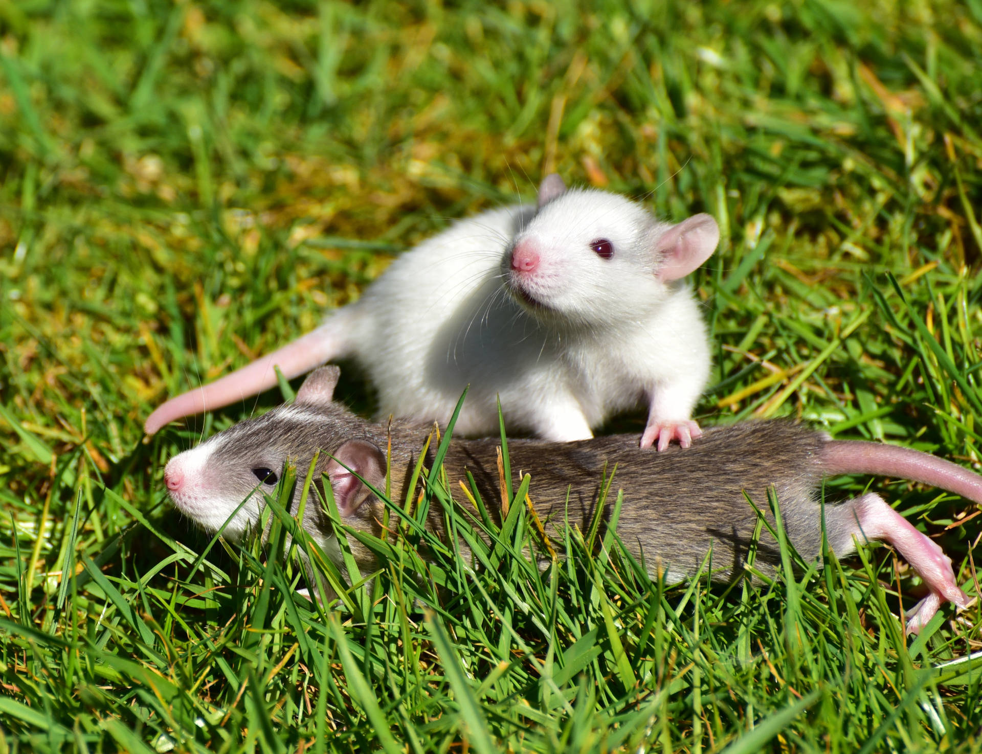 White And Brown Rat Playing On Grass Background