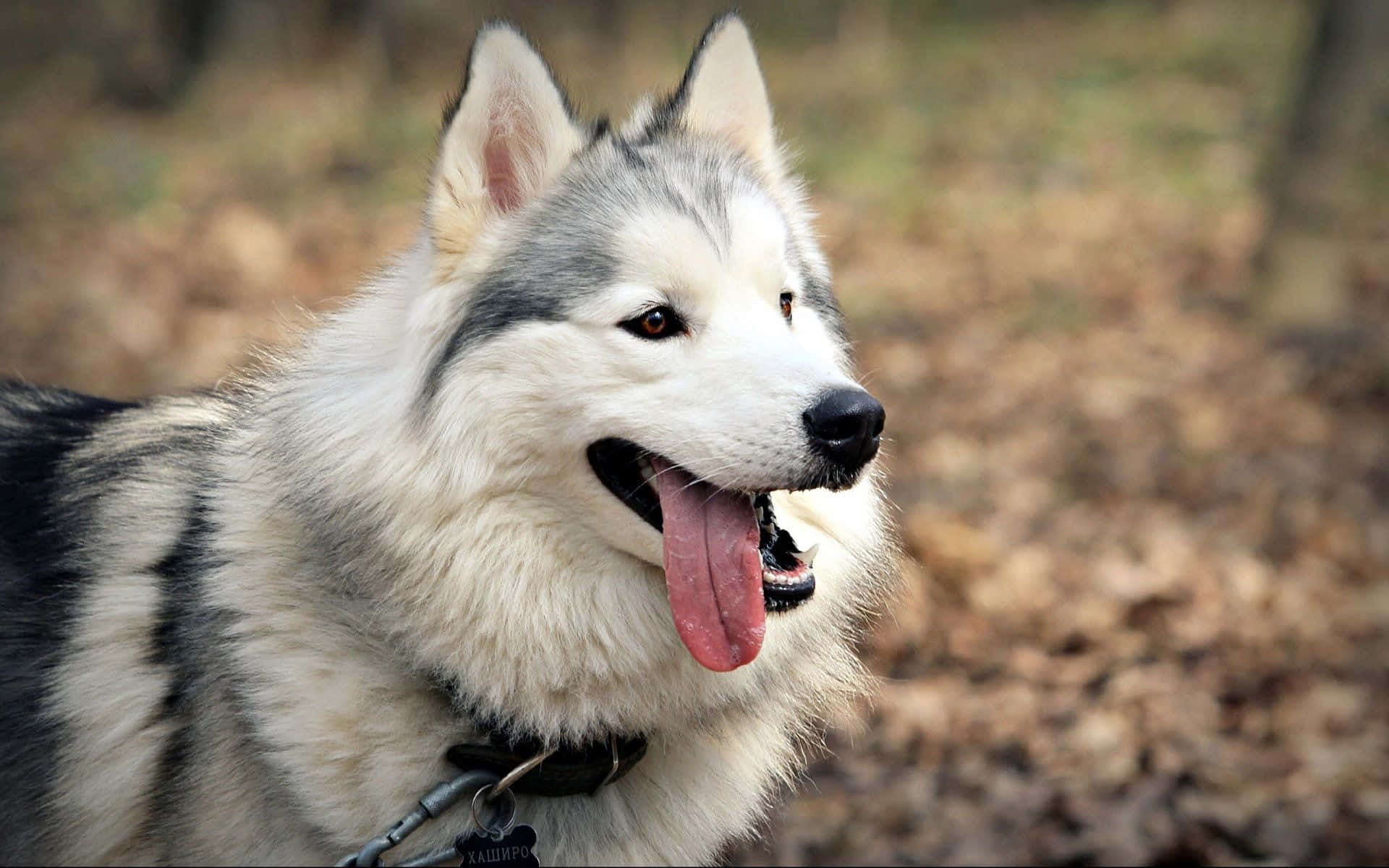 White And Fluffy Siberian Husky