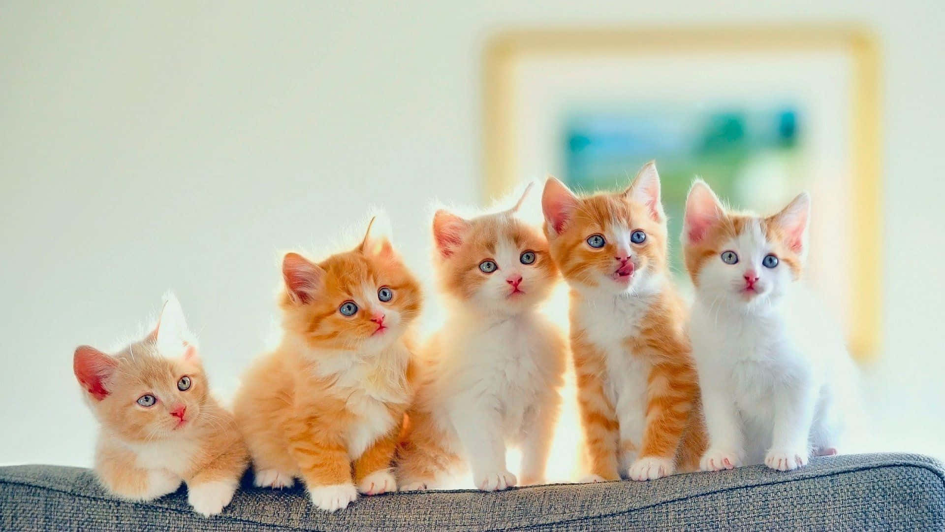 White And Ginger Cute Kittens On The Couch Background