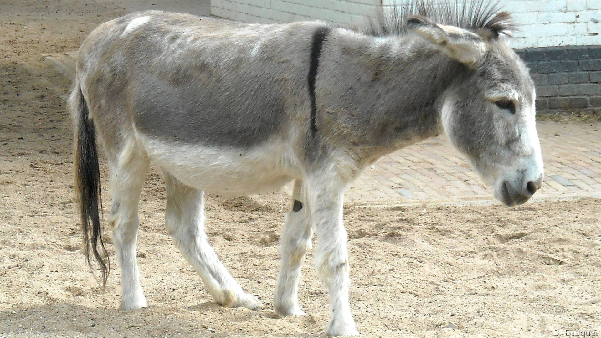 White And Gray Donkey
