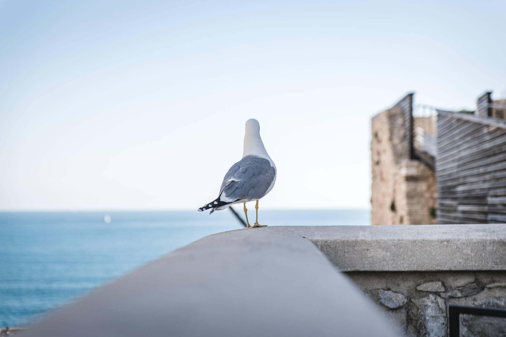 White And Gray Gull Beautiful Birds Background