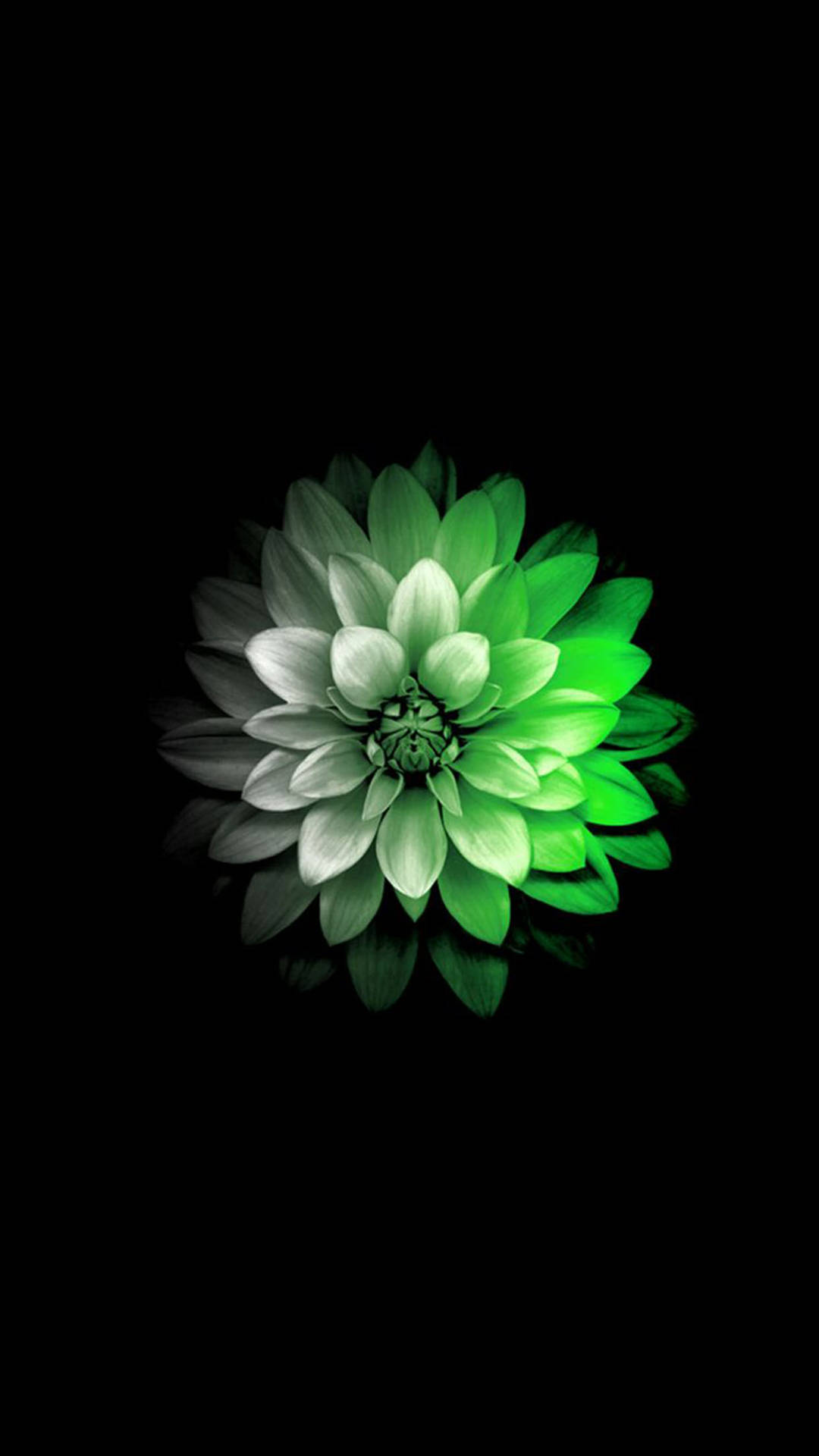 White And Green Flower Apple Background