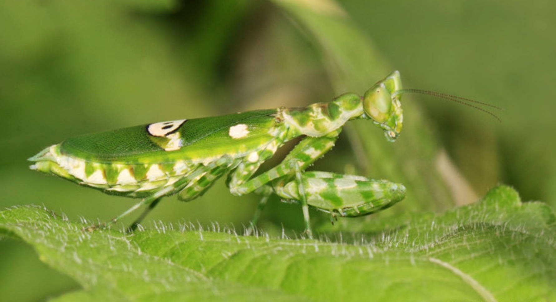 White And Green Praying Mantis Background