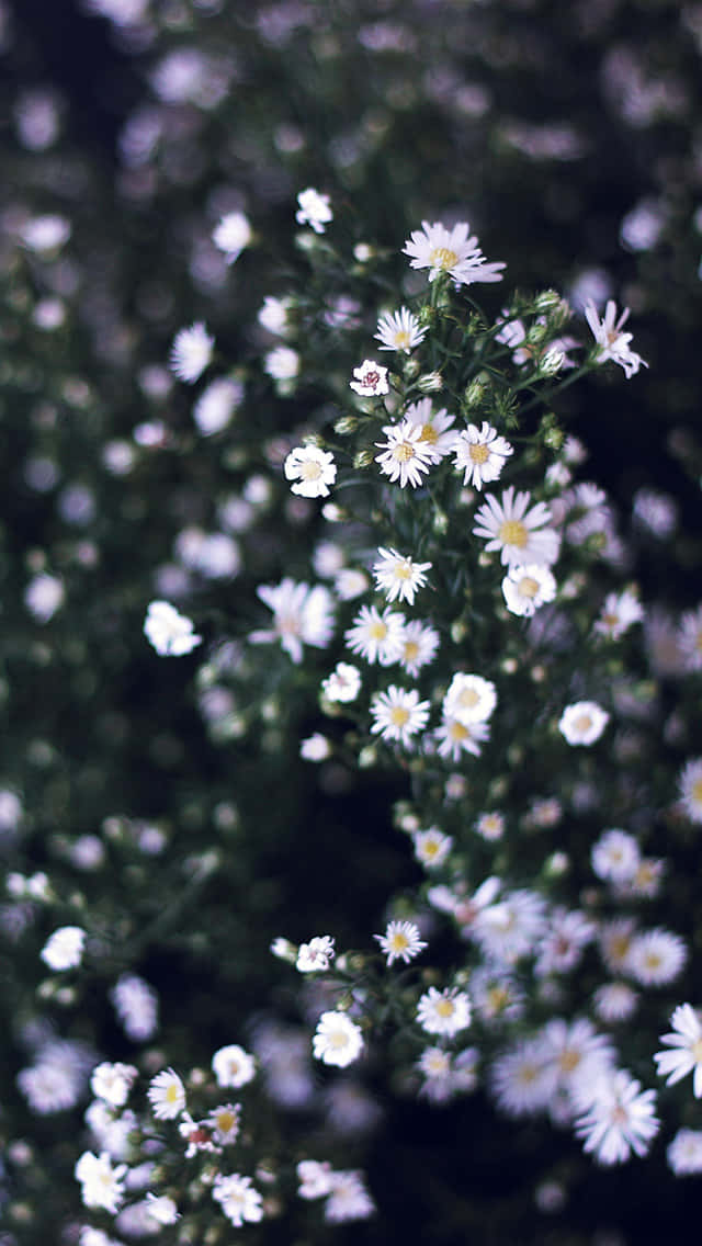 White And Green Spring Daisy Iphone Background