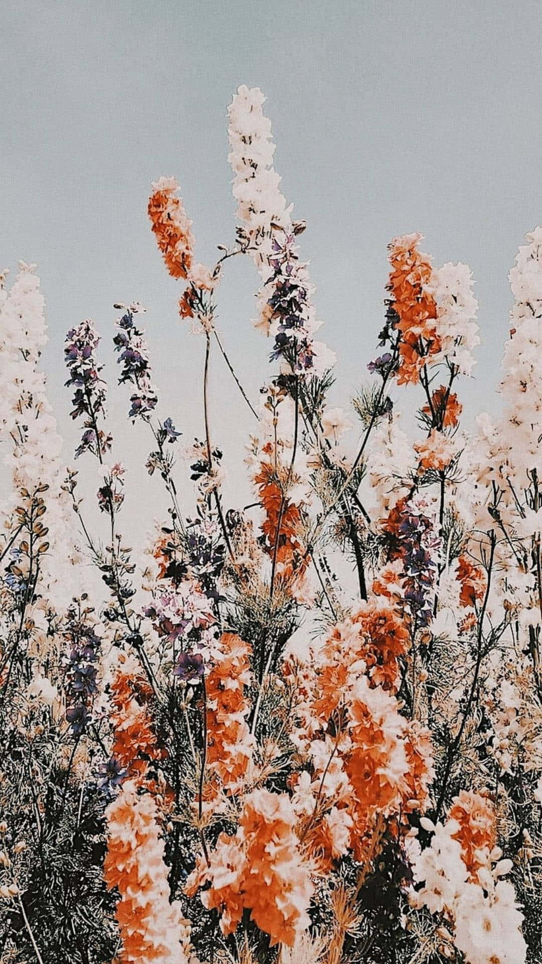 White And Orange Flower Growing