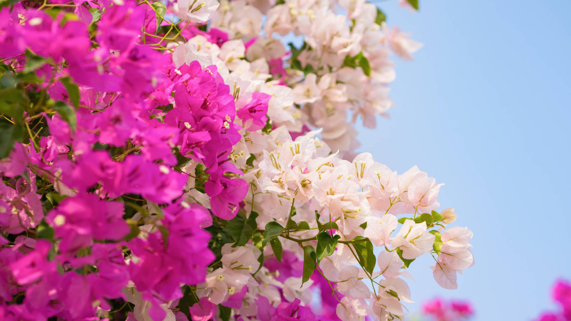 White And Pink Bougainvillea Background