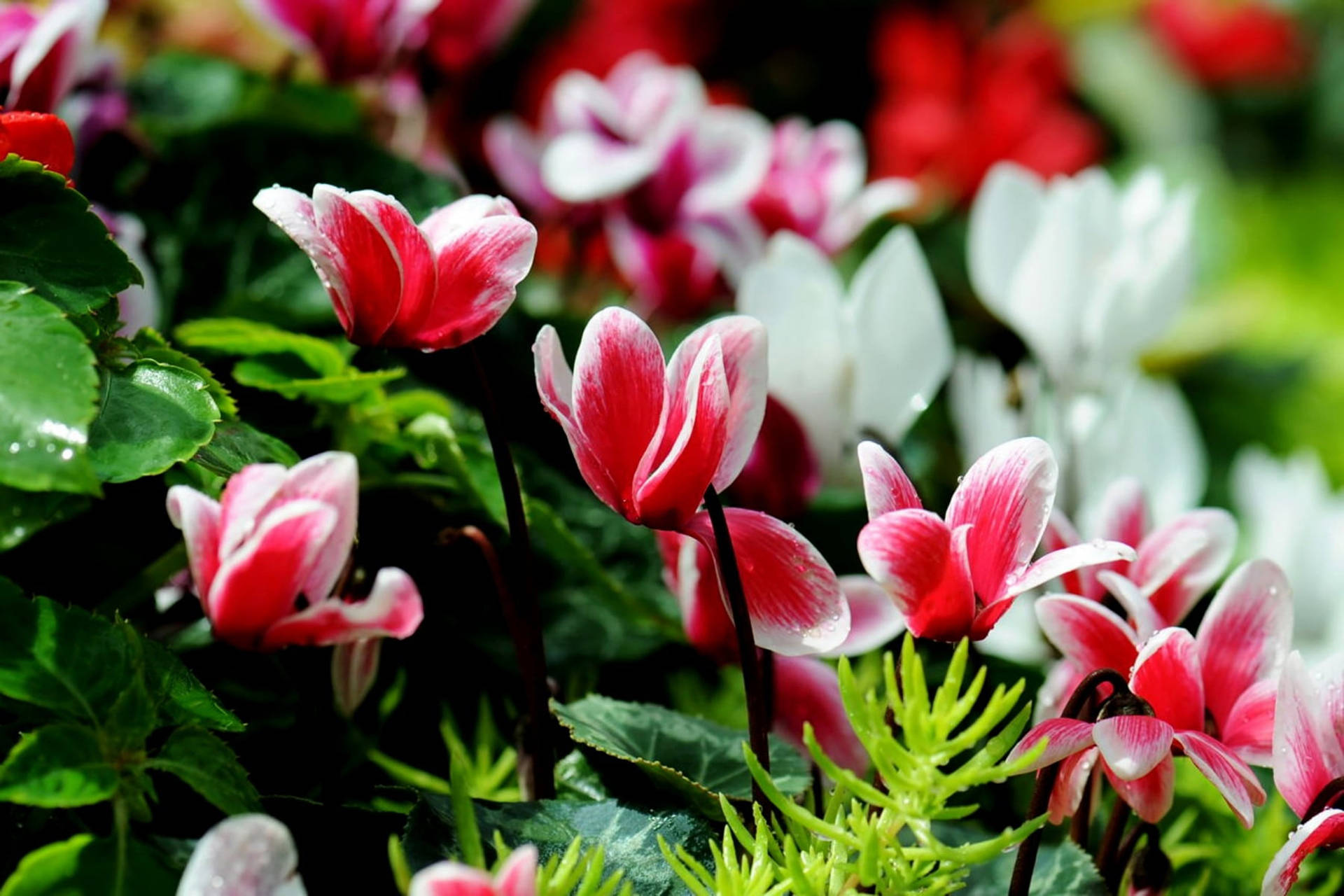 White And Pink Cyclamen Flowers Background