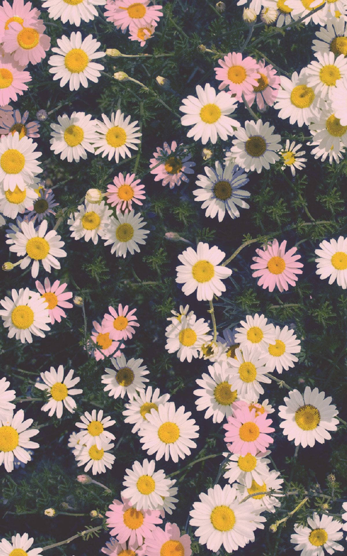 White And Pink Daisies Floral Iphone Background