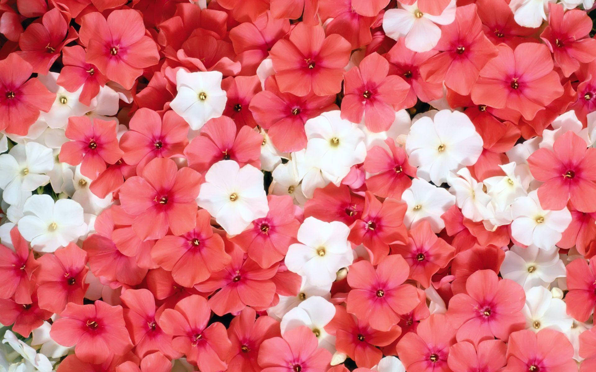 White And Pink Flower Mix Background