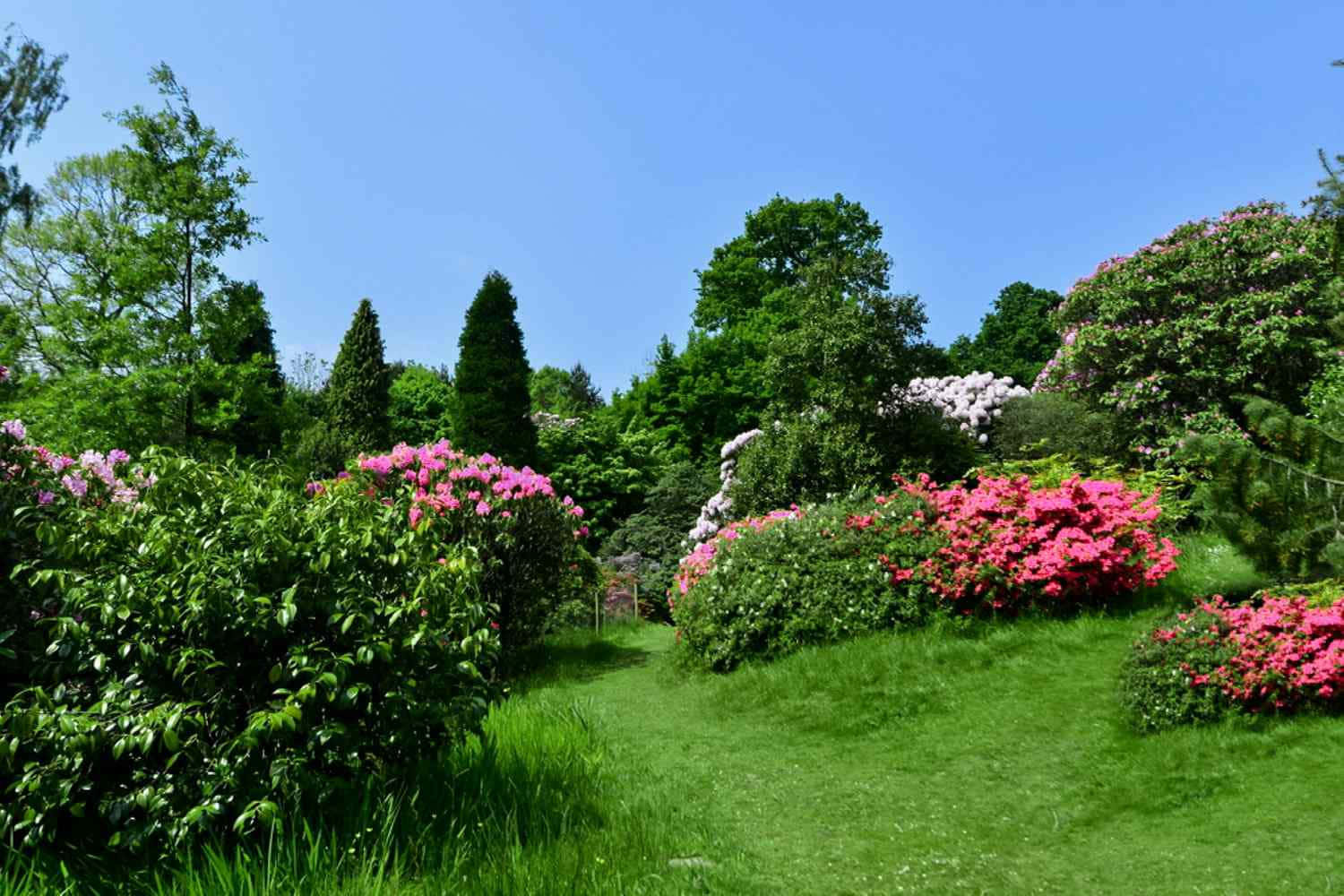 White And Pink Flowers And Bushes Background