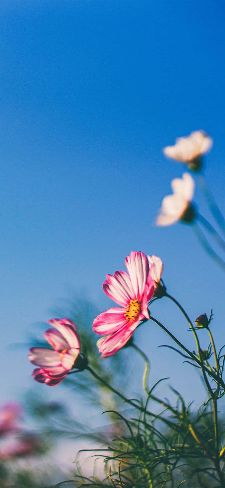 White And Pink Spring Daisy Iphone Background