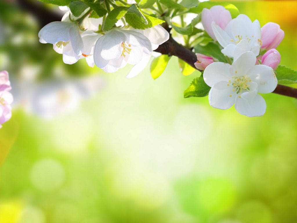 White And Pink Spring Flowers