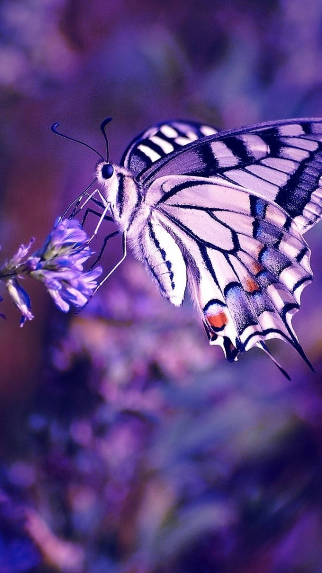 White And Purple Butterfly Phone Background Background