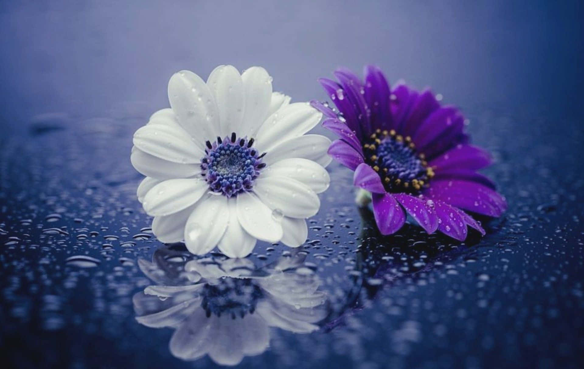 White And Purple Daisies 720p